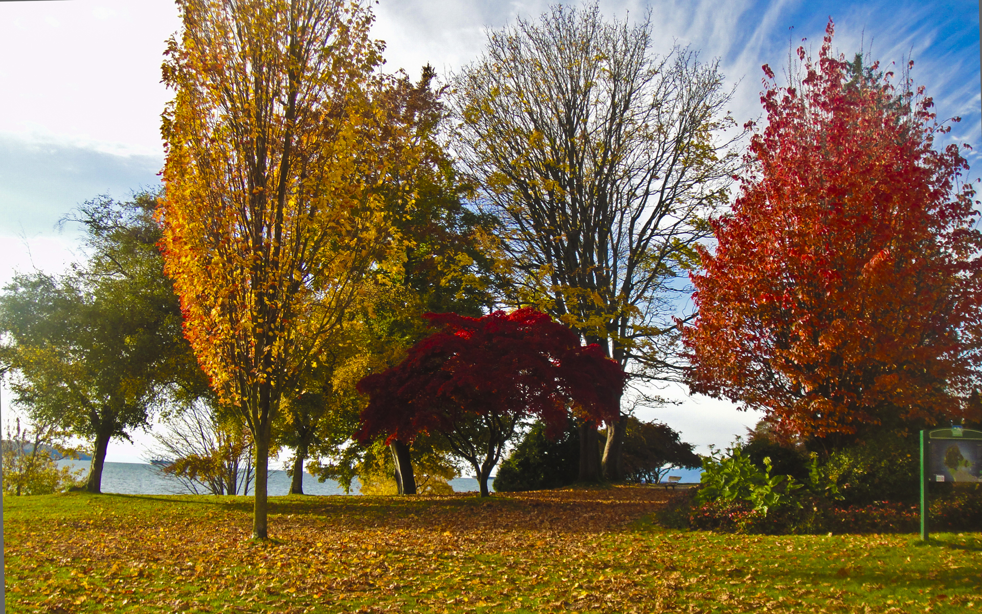 PCデスクトップに木, 秋, 写真撮影, シーズン画像を無料でダウンロード