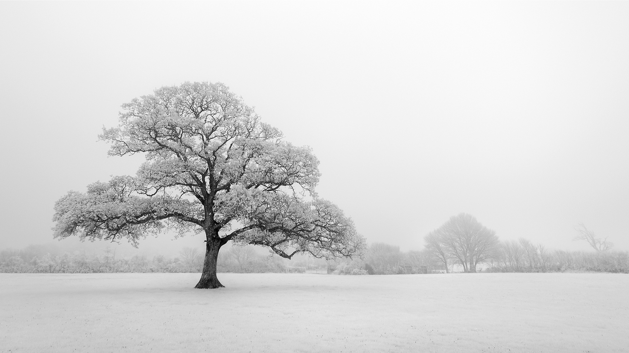 Скачать картинку Зима, Природа, Деревья, Дерево, Чёрно Белое, Земля/природа, Одинокое Дерево в телефон бесплатно.