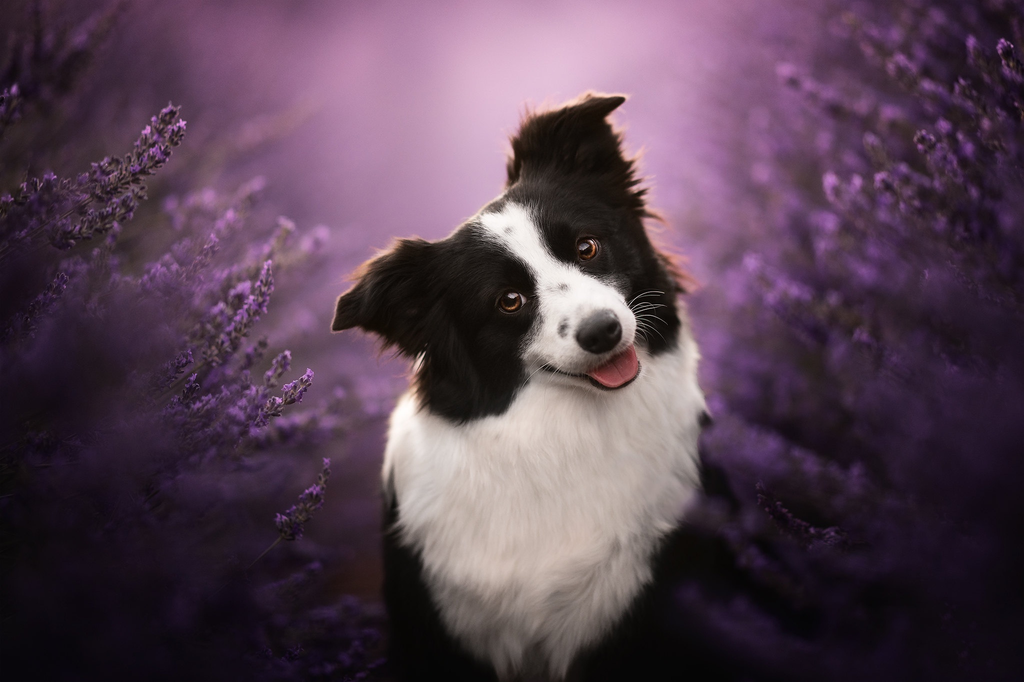 Free download wallpaper Dogs, Heather, Dog, Animal, Border Collie, Depth Of Field on your PC desktop