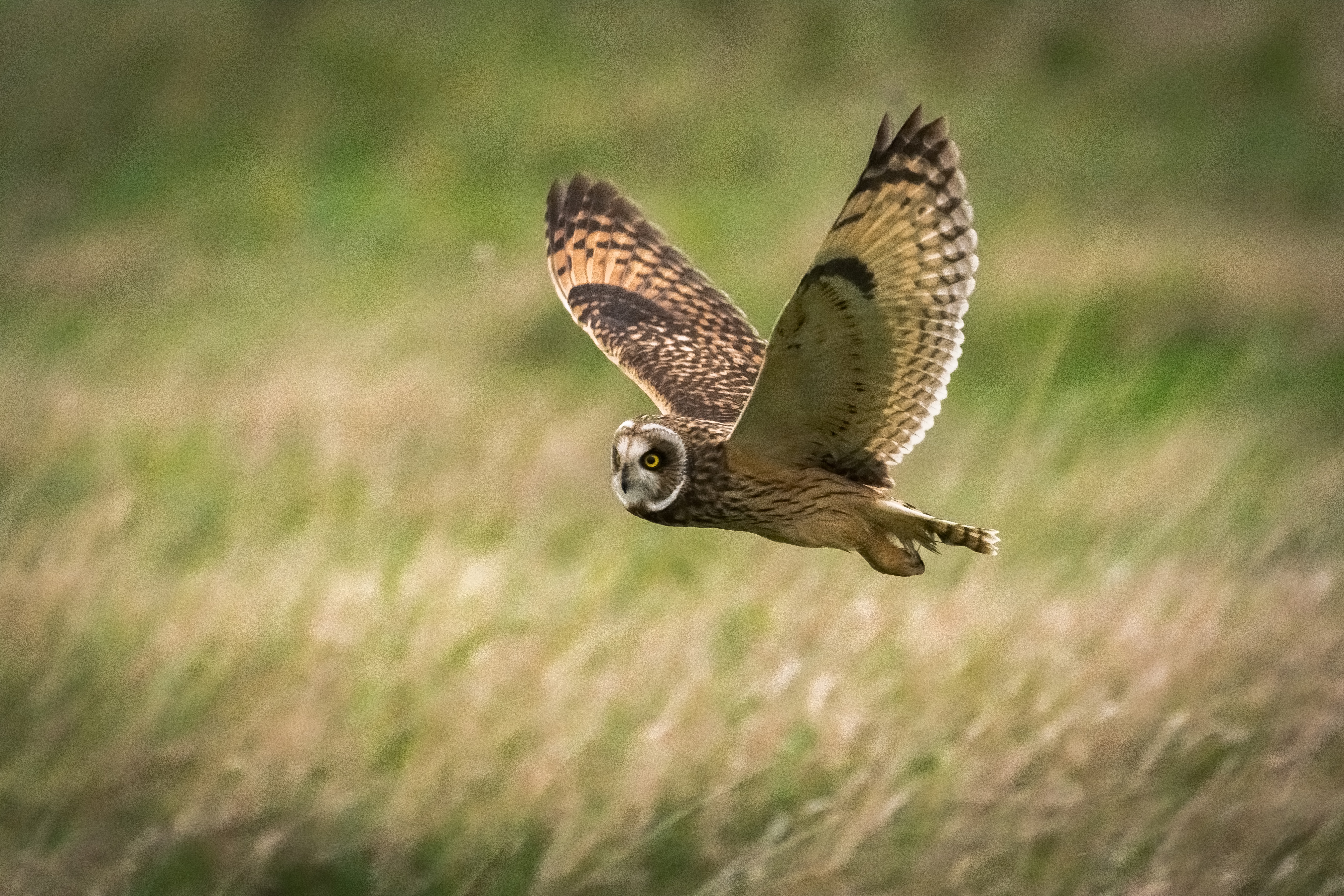 Free download wallpaper Animals, Bird, Field, Flight, Wildlife, Owl on your PC desktop