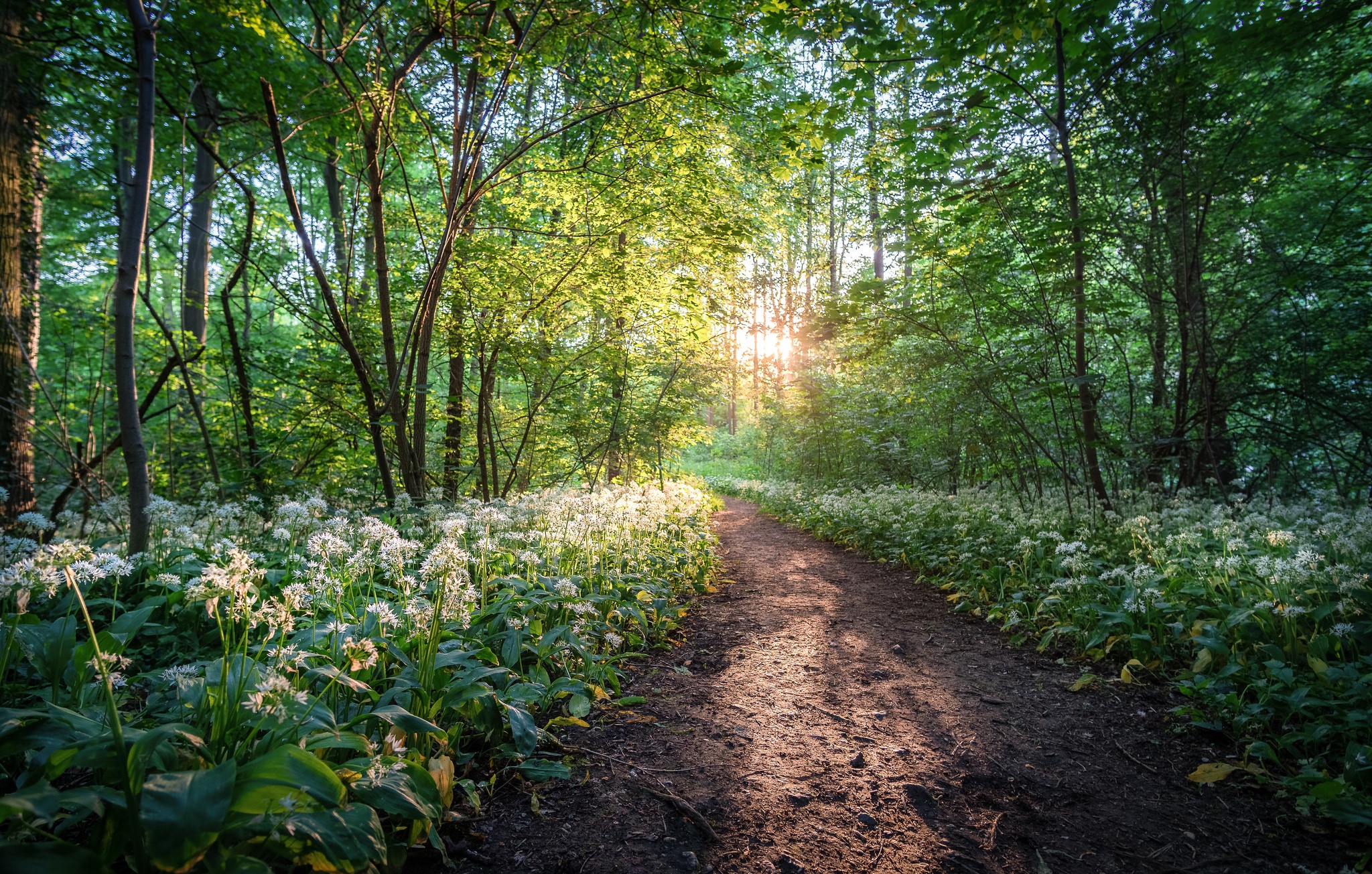 Descarga gratis la imagen Naturaleza, Flor, Camino, Bosque, Flor Blanca, Tierra/naturaleza en el escritorio de tu PC