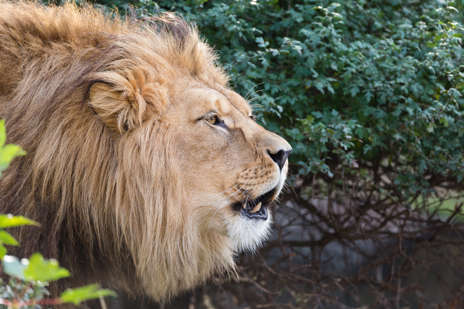 Téléchargez des papiers peints mobile Animaux, Chats, Lion gratuitement.