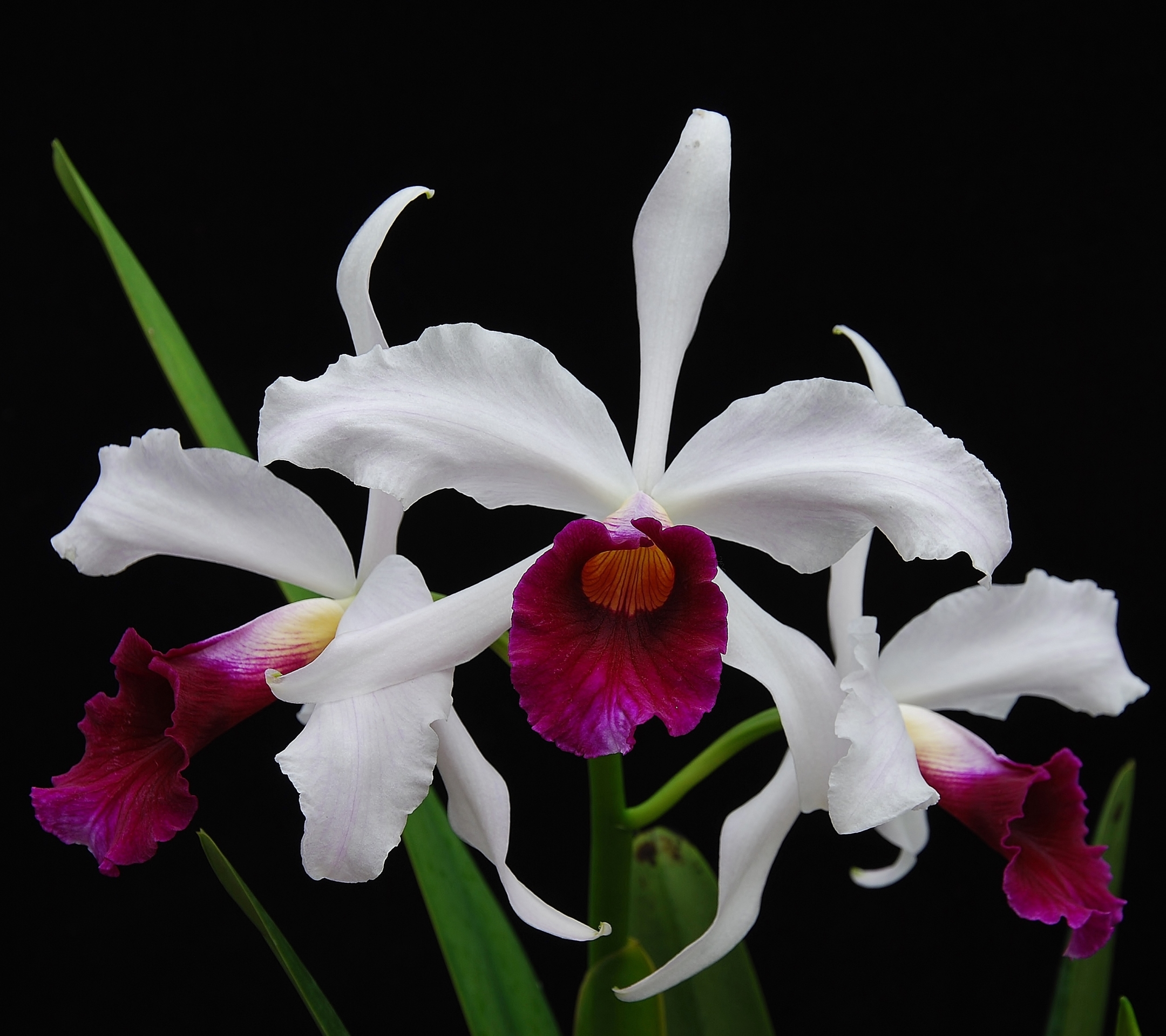 Descarga gratuita de fondo de pantalla para móvil de Flores, Flor, Orquídea, Flor Blanca, Tierra/naturaleza.