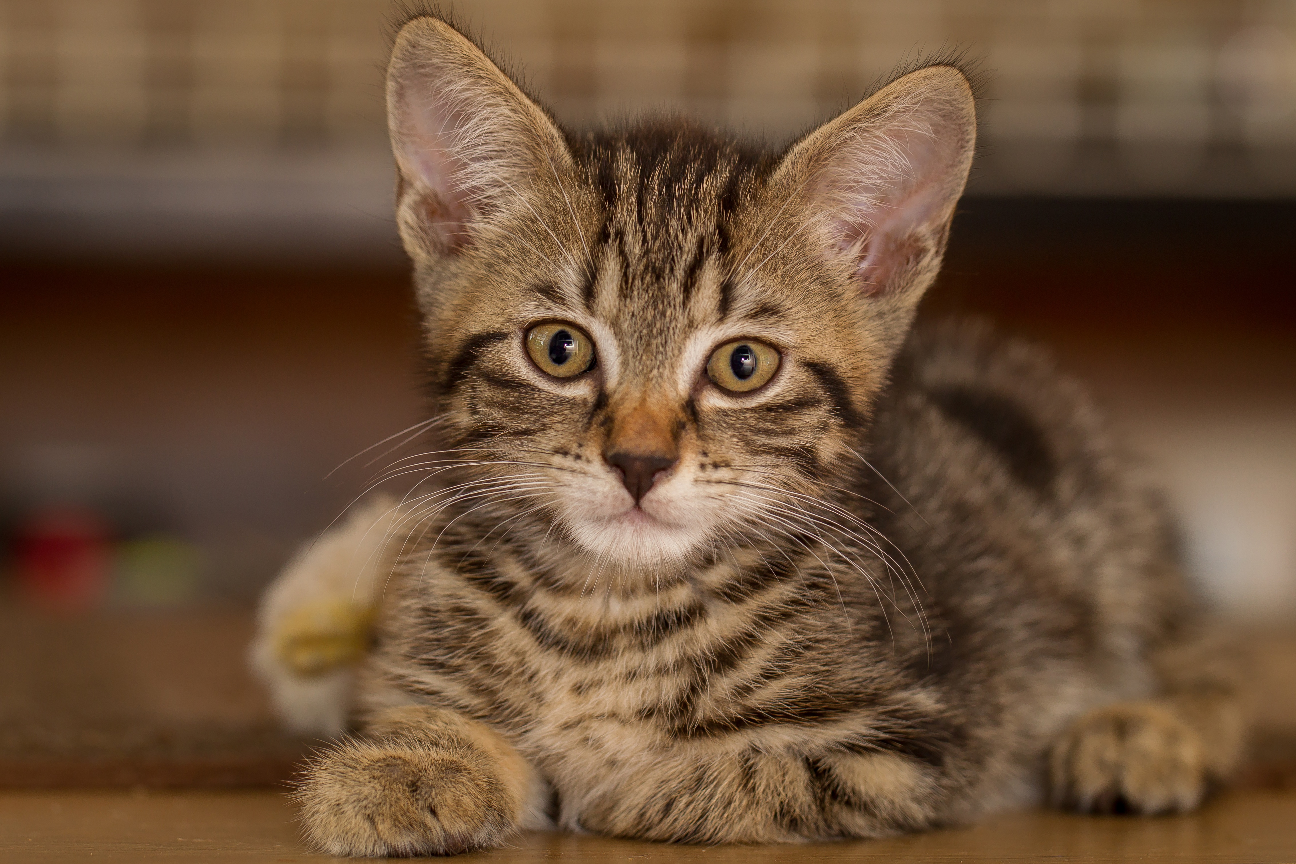 Handy-Wallpaper Tiere, Katzen, Katze, Starren kostenlos herunterladen.