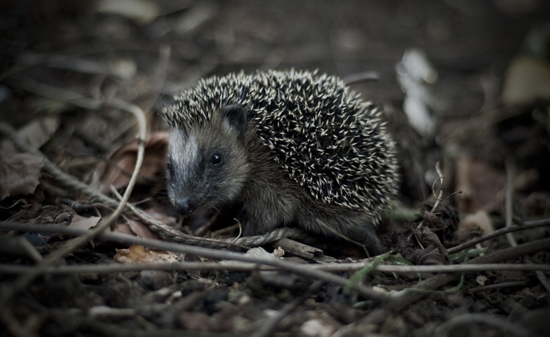 Free download wallpaper Animals, Grass, Branches, Thorns, Prickles, Hedgehog on your PC desktop