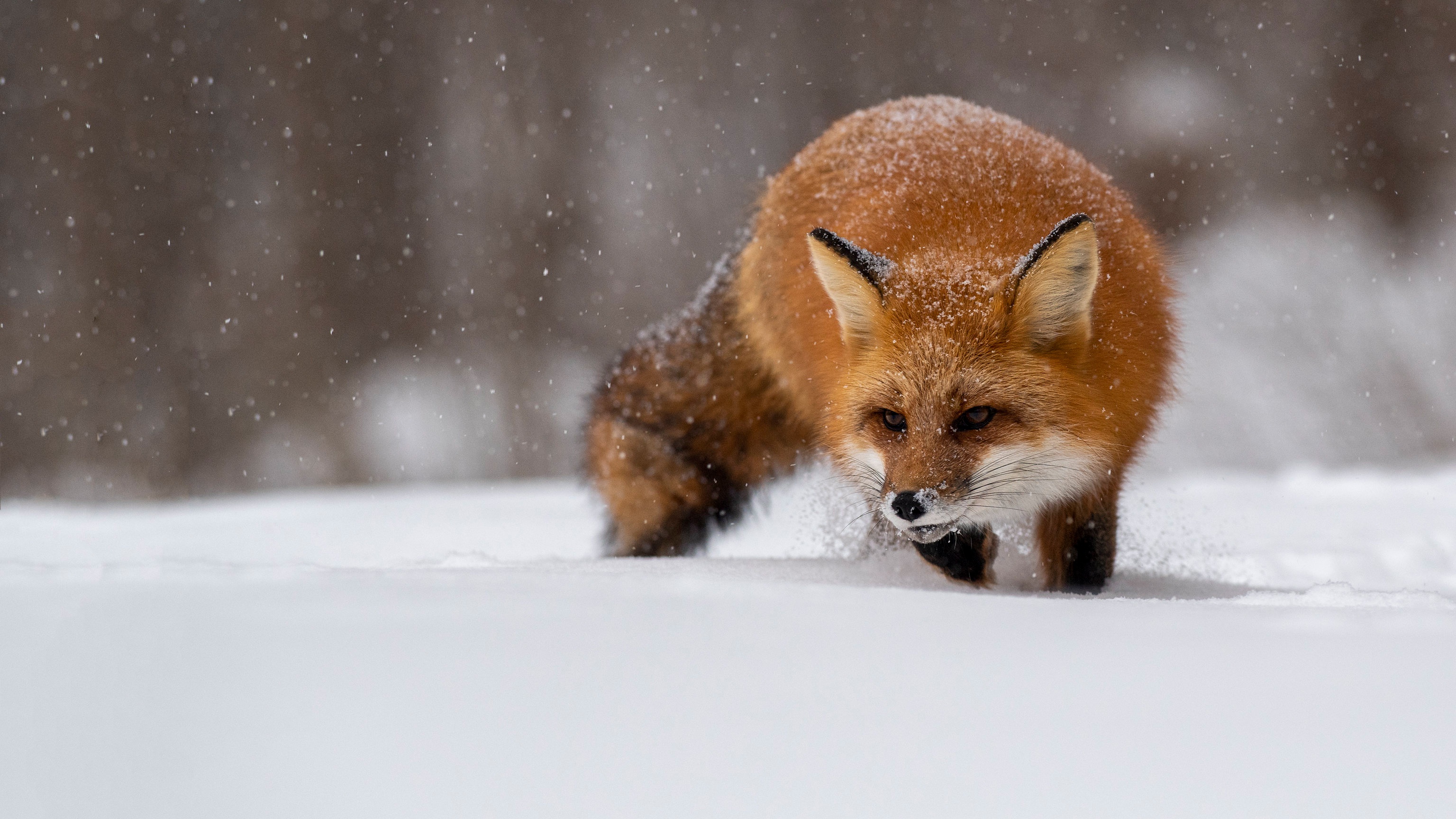 Descarga gratis la imagen Animales, Invierno, Nieve, Zorro, Nevada en el escritorio de tu PC
