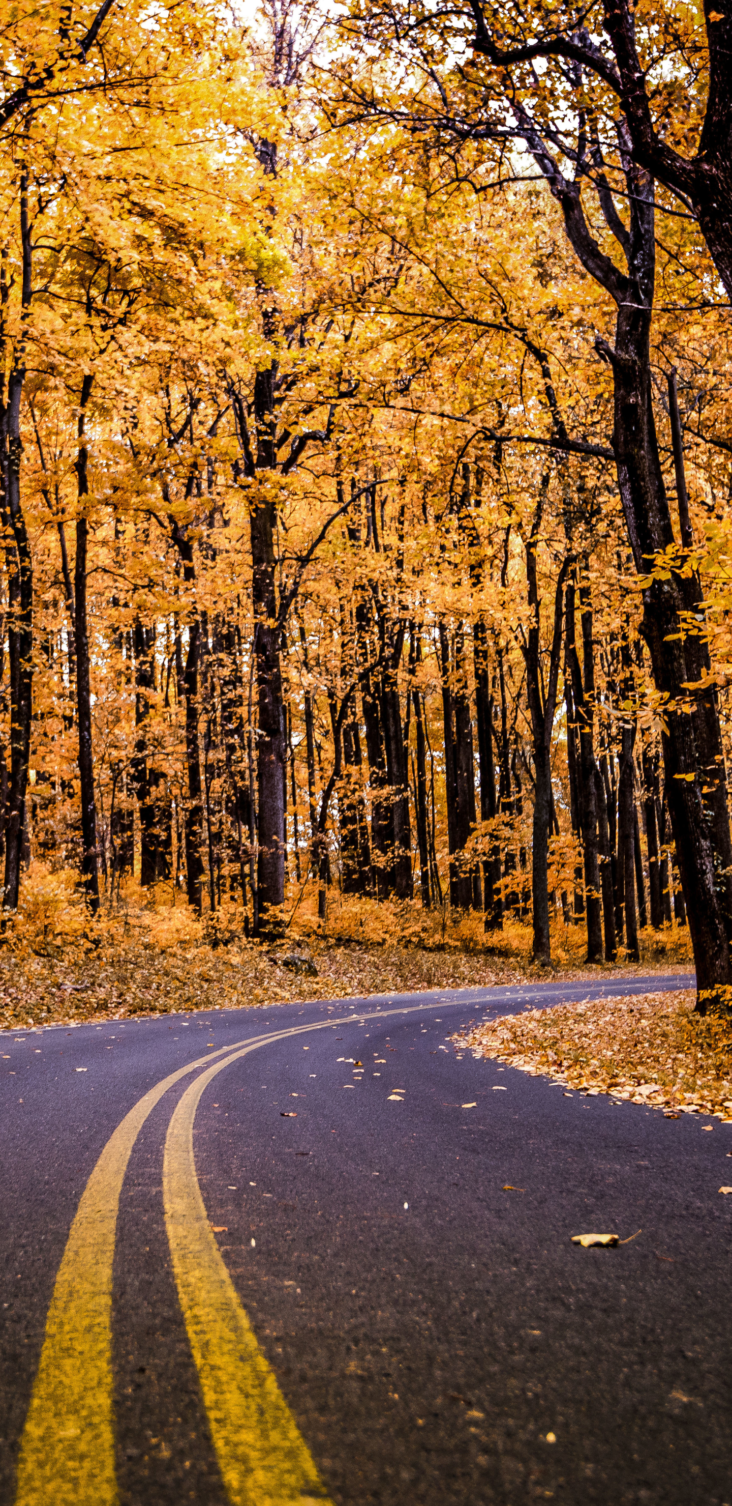 Download mobile wallpaper Road, Forest, Fall, Man Made for free.