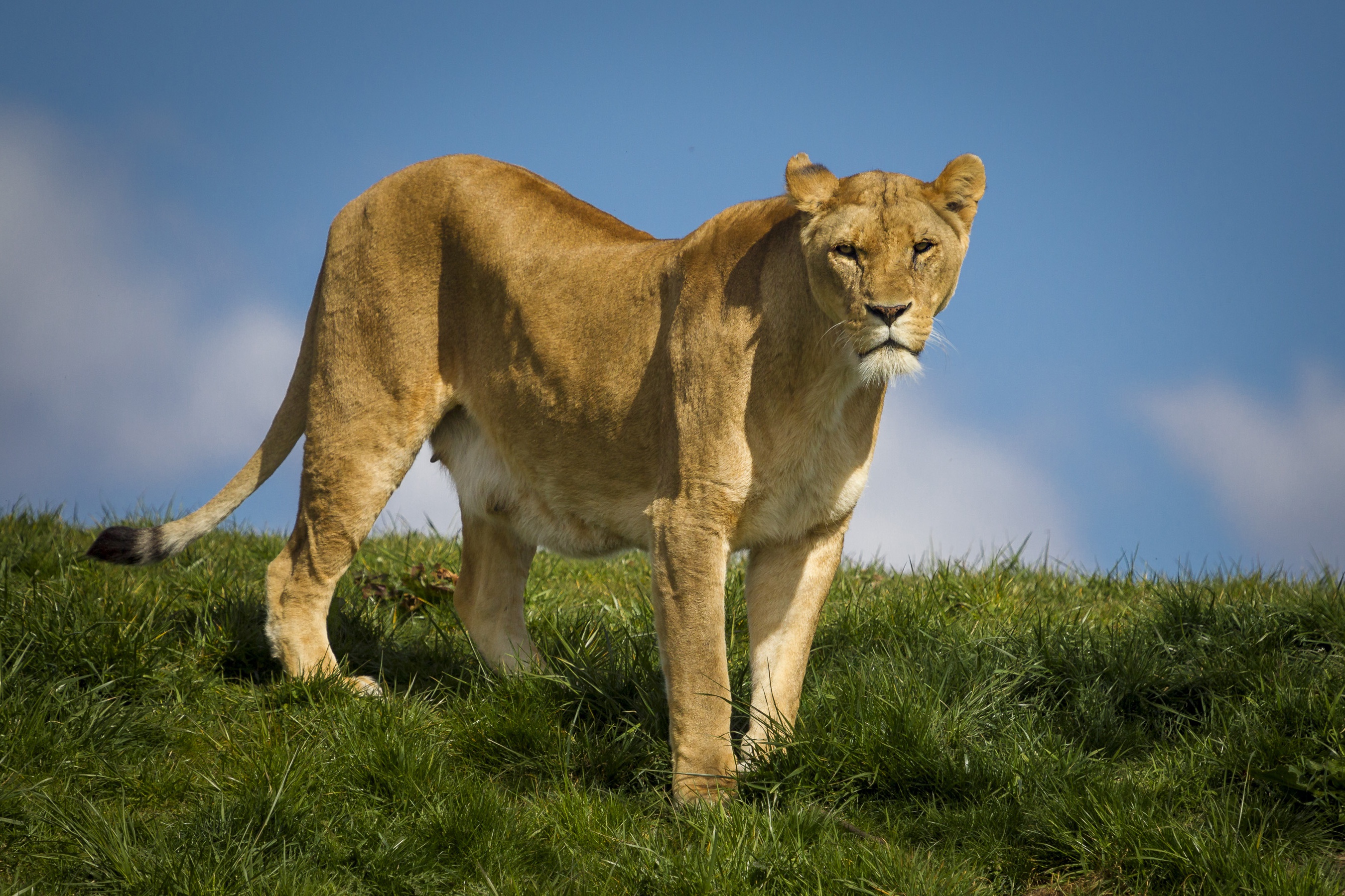 無料モバイル壁紙動物, ライオン, 猫, ライオネスをダウンロードします。