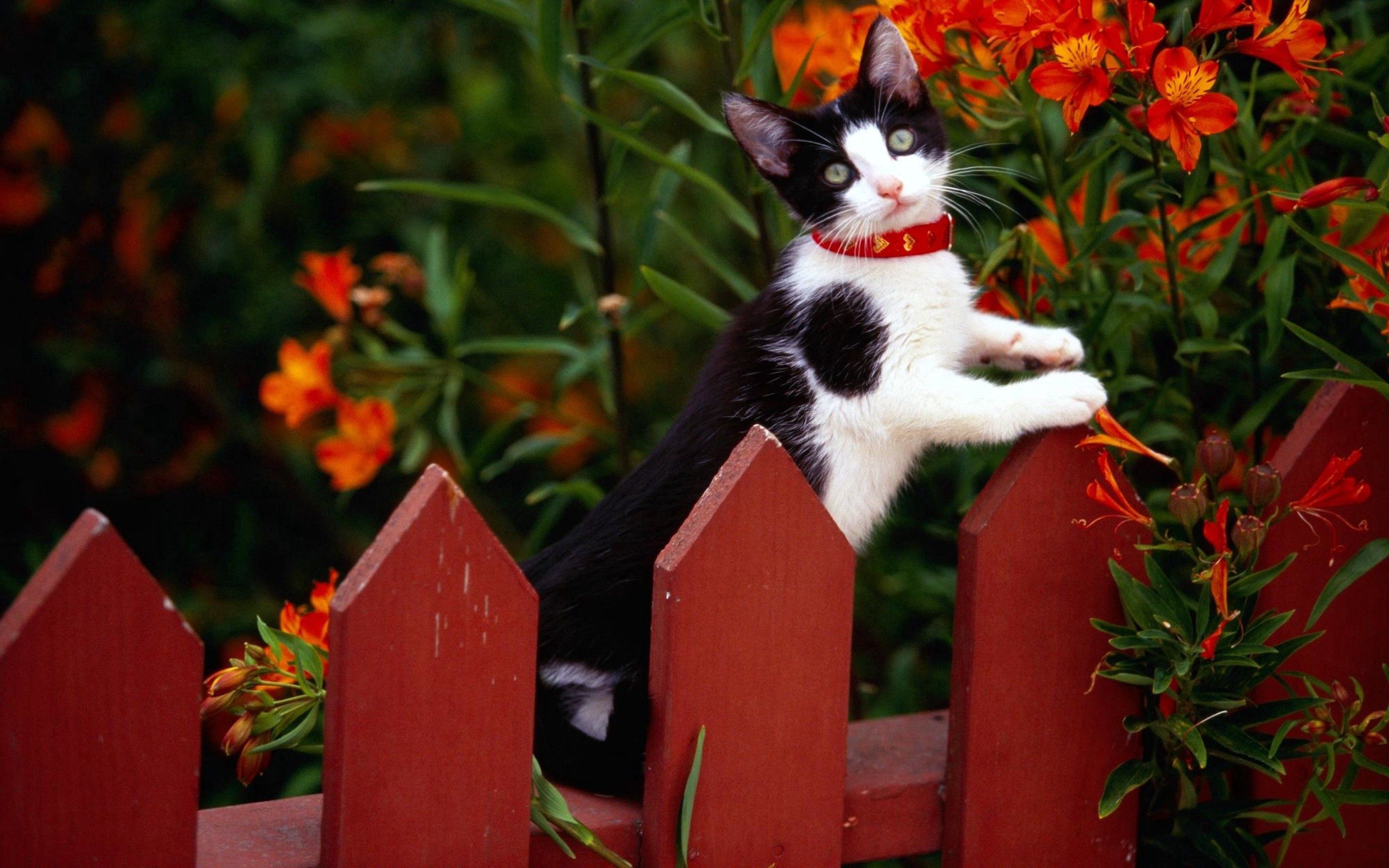 cat, animals, flowers, fence, climb, collar