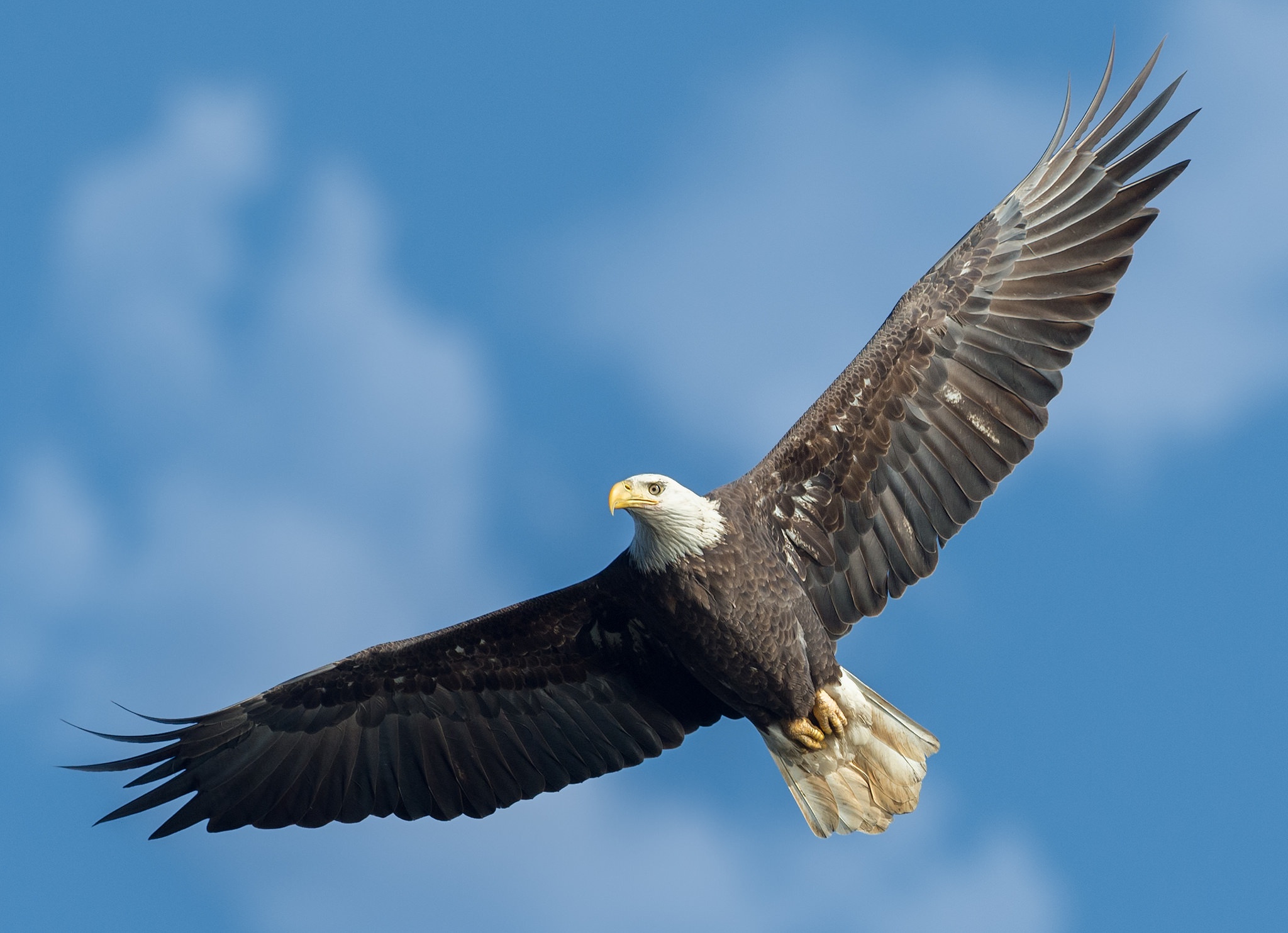 Téléchargez des papiers peints mobile Animaux, Pygargue À Tête Blanche, Des Oiseaux gratuitement.