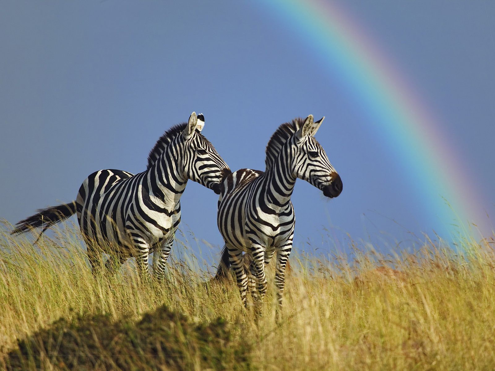 76081 скачать обои зебры, животные, трава, радуга, пара - заставки и картинки бесплатно