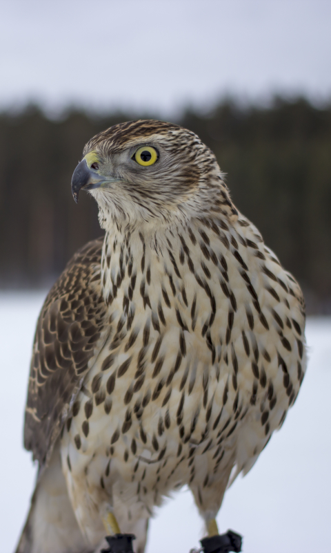 Téléchargez des papiers peints mobile Animaux, Faucon, Des Oiseaux gratuitement.