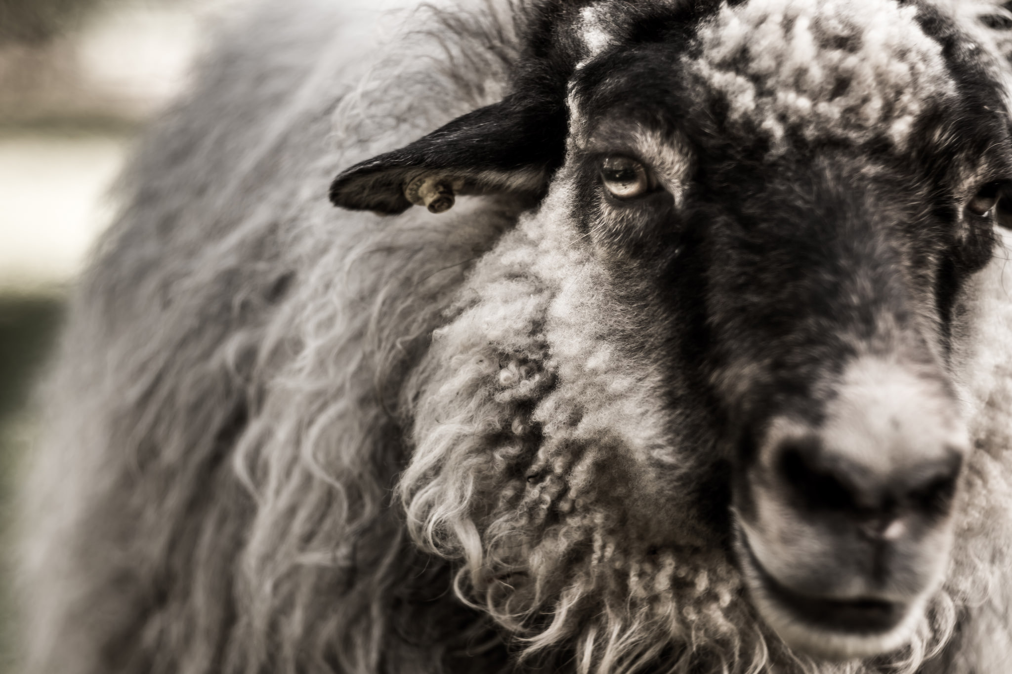 Download mobile wallpaper Close Up, Animal, Sheep for free.