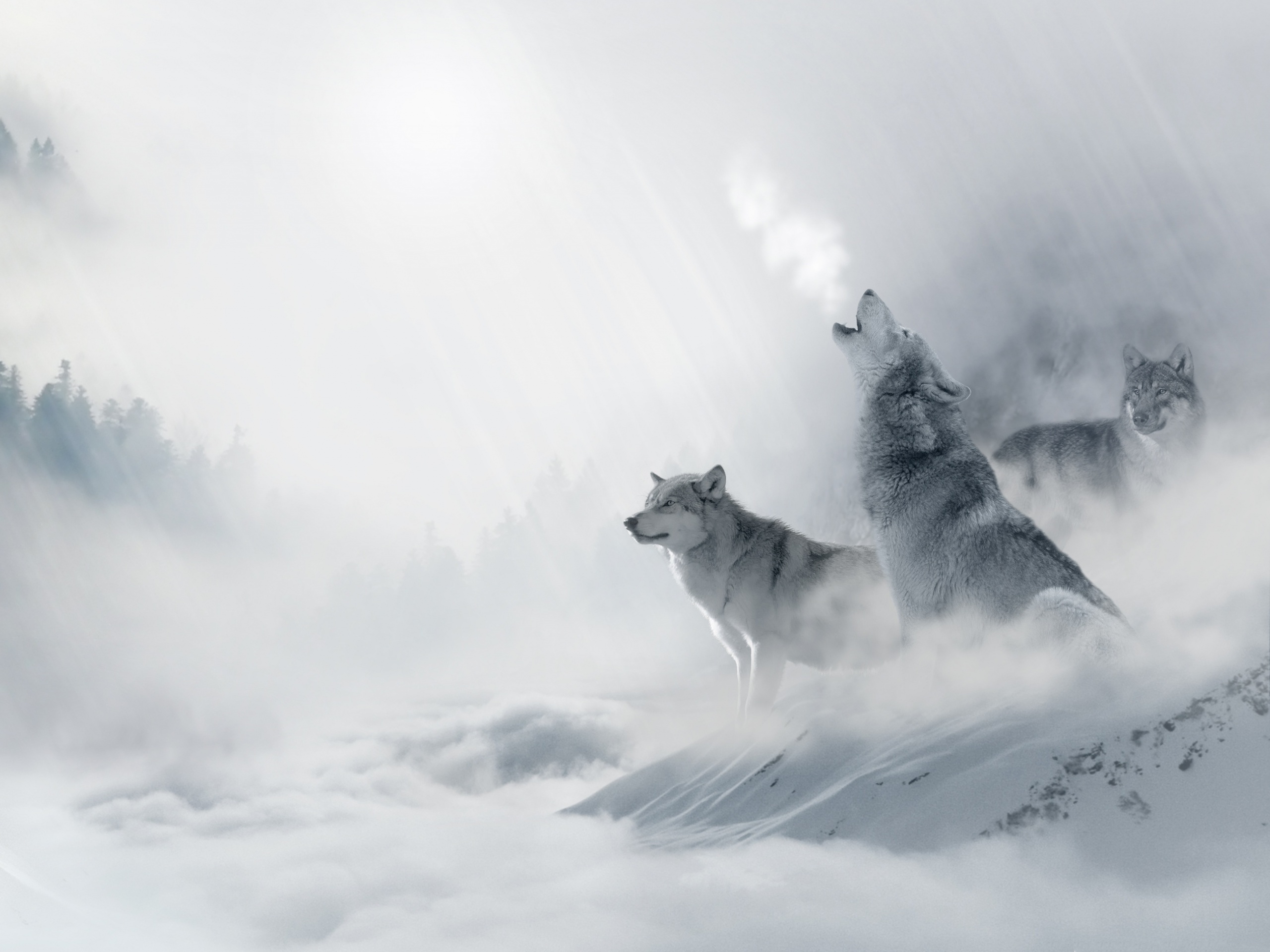 Download mobile wallpaper Winter, Wolf, Animal, Wolves for free.