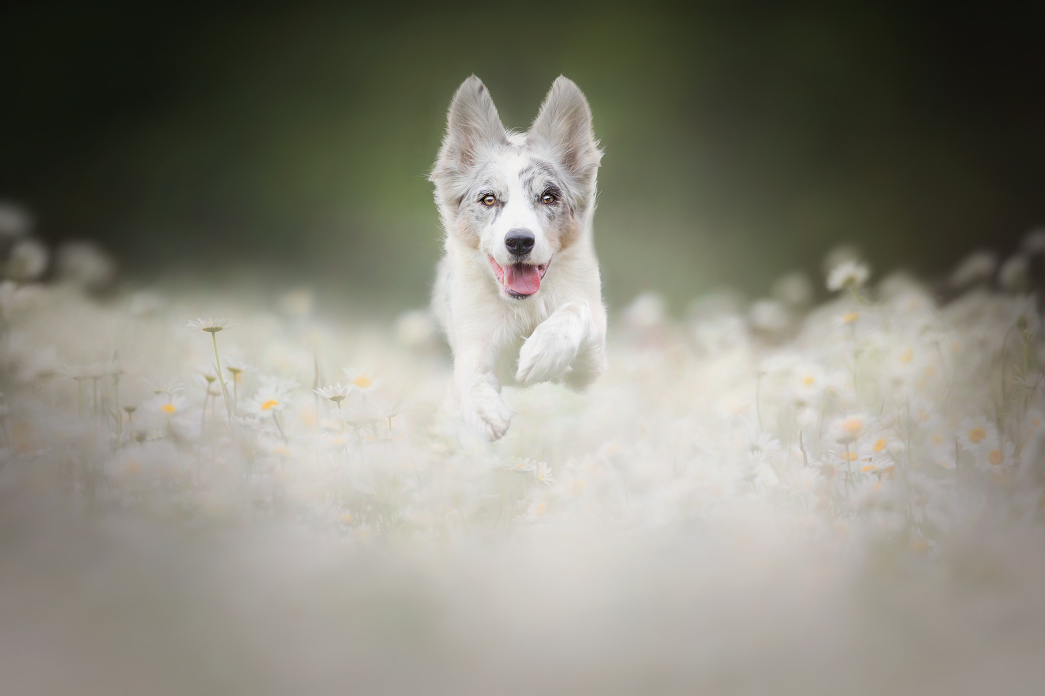 Download mobile wallpaper Dogs, Flower, Dog, Animal, Puppy, Chamomile, Meadow, Baby Animal for free.