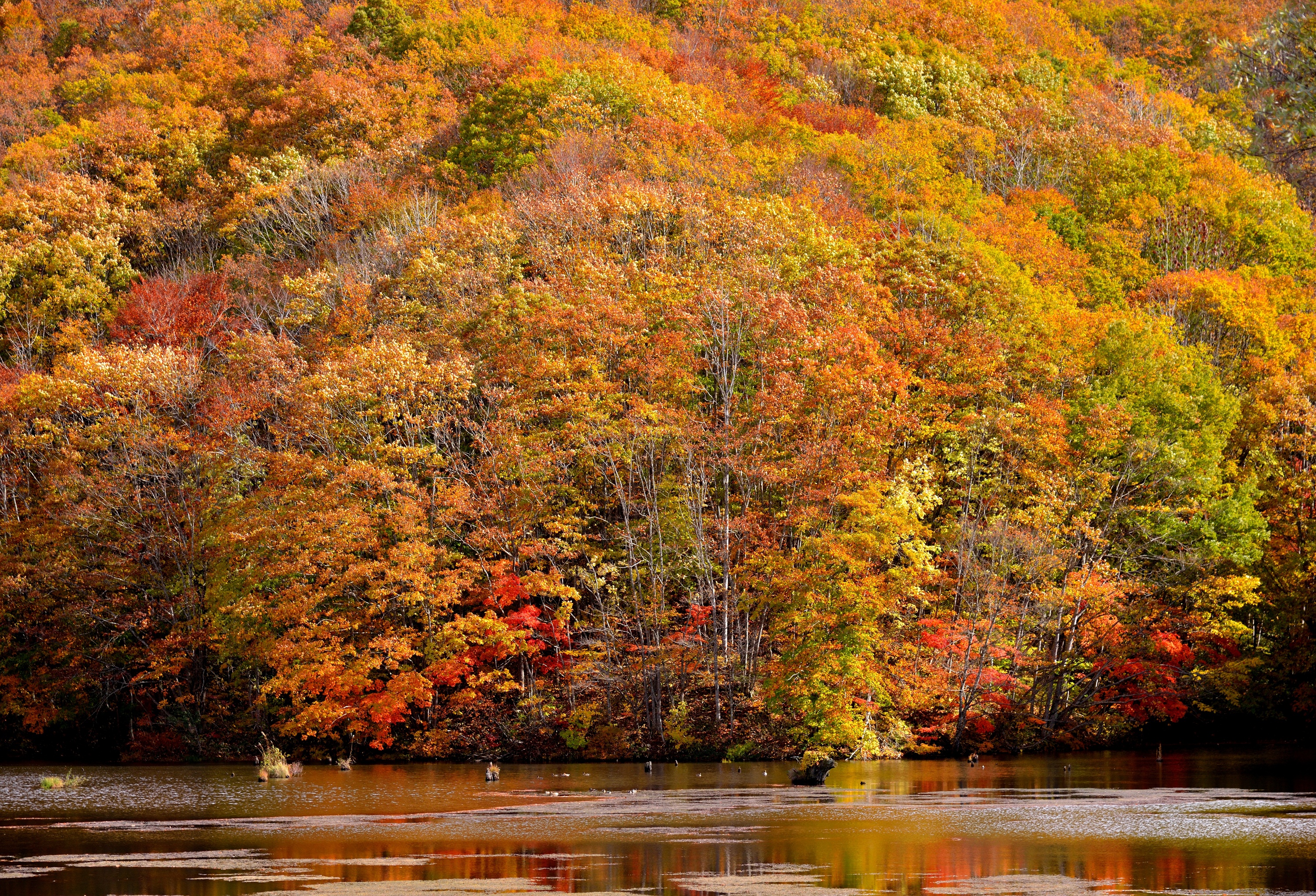 Laden Sie das Natur, Herbst, Baum, Erde/natur-Bild kostenlos auf Ihren PC-Desktop herunter