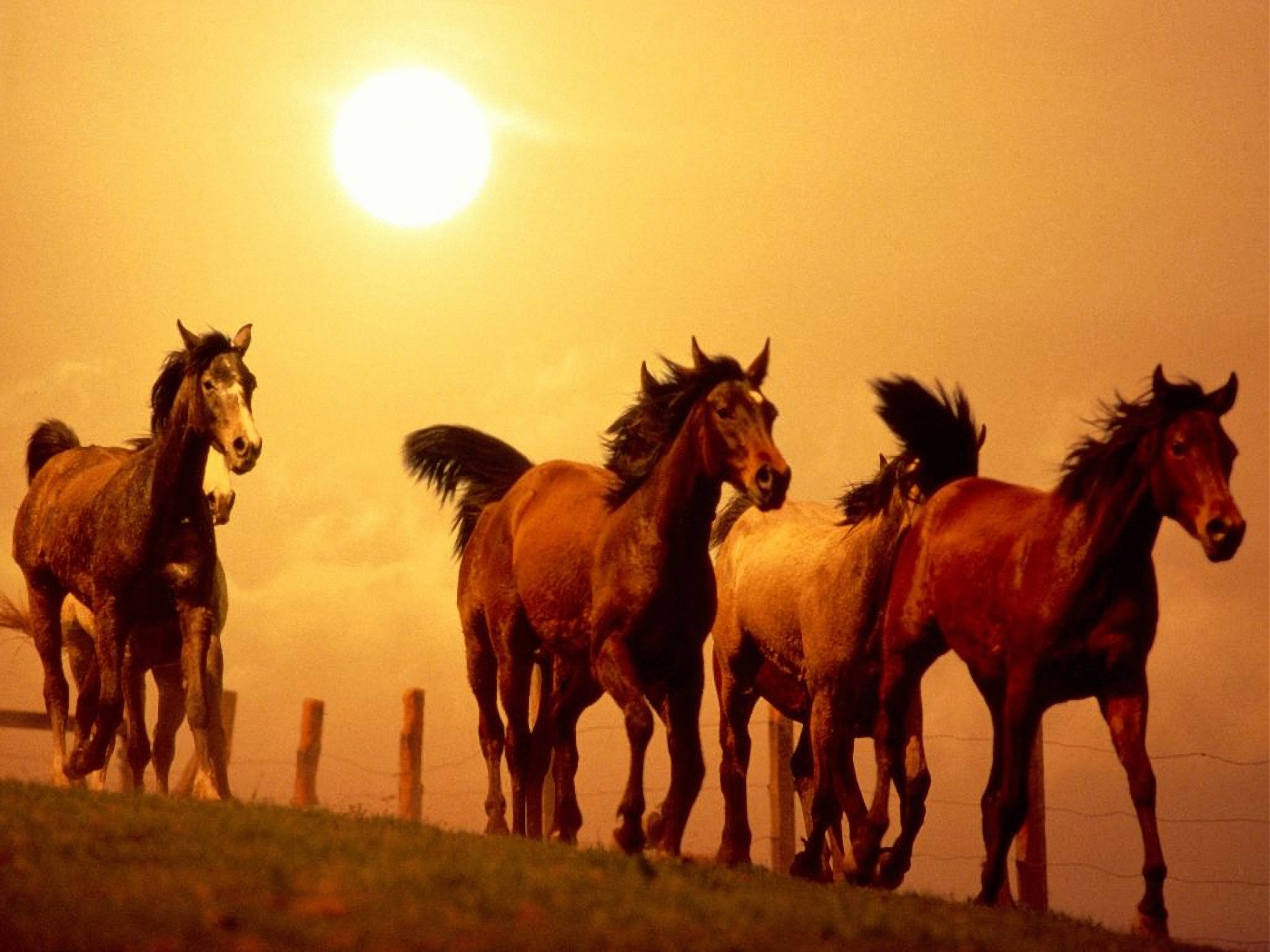 Download mobile wallpaper Animals, Sunset, Run, Running, Horses for free.