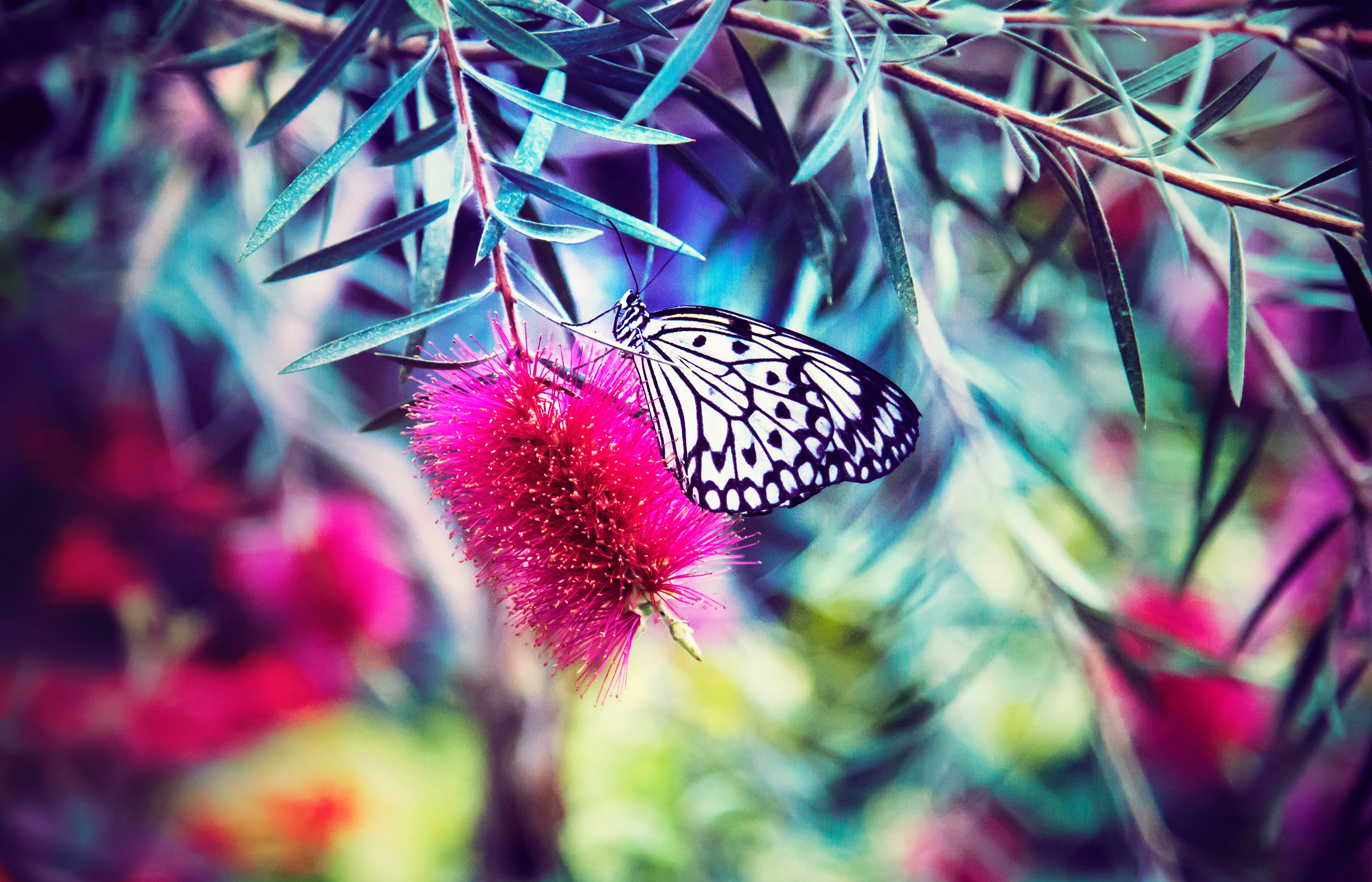 Free download wallpaper Macro, Bright, Blur, Smooth, Butterfly, Flower on your PC desktop