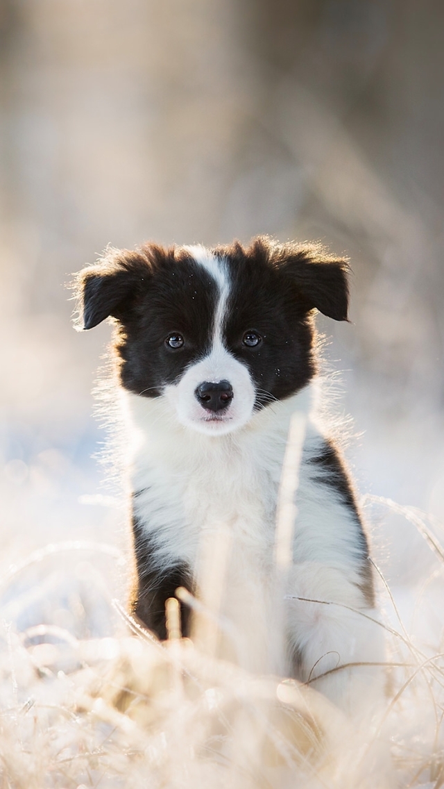 Download mobile wallpaper Dogs, Dog, Blur, Animal, Puppy, Border Collie, Baby Animal for free.