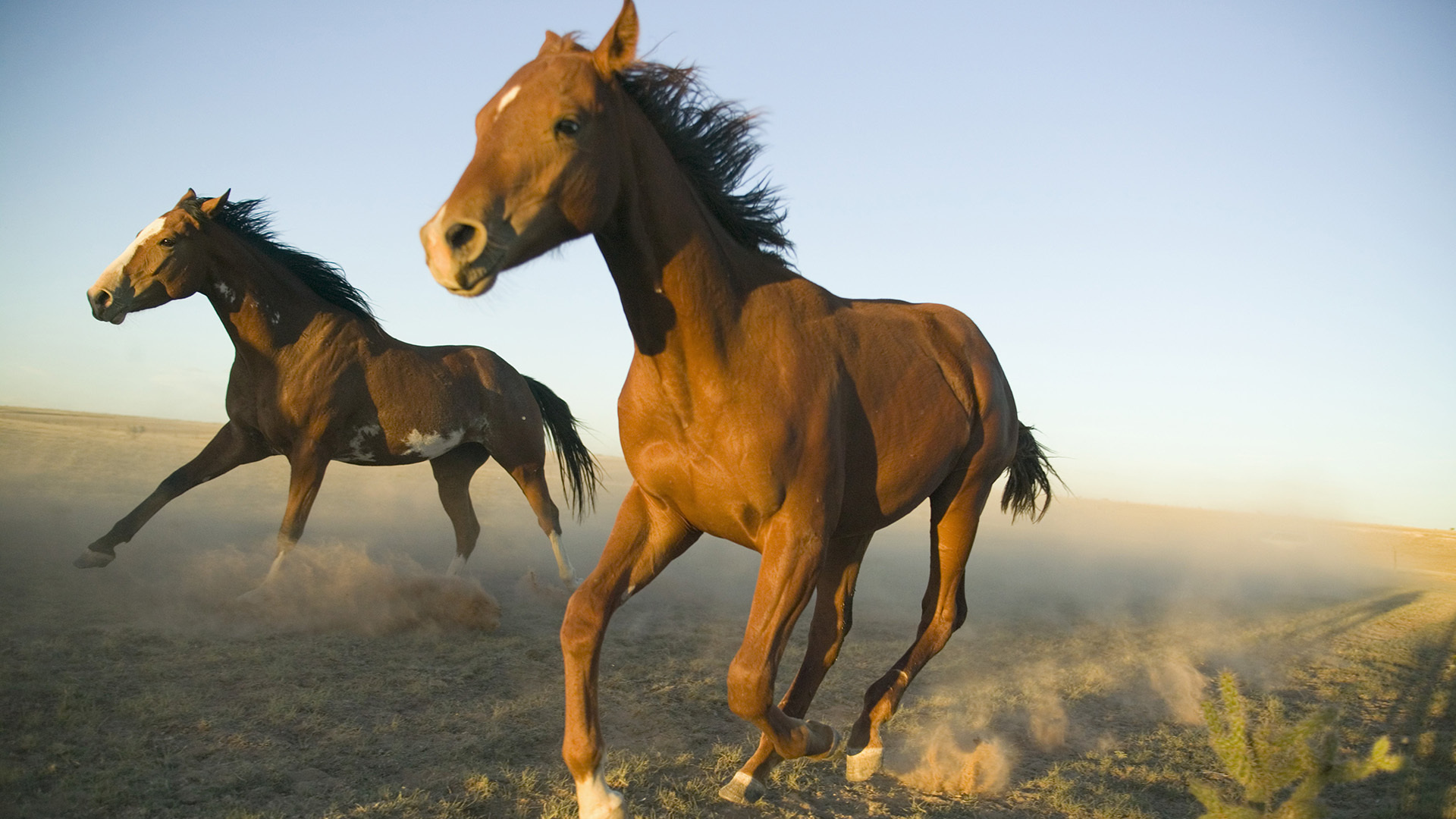 Laden Sie das Tiere, Hauspferd-Bild kostenlos auf Ihren PC-Desktop herunter