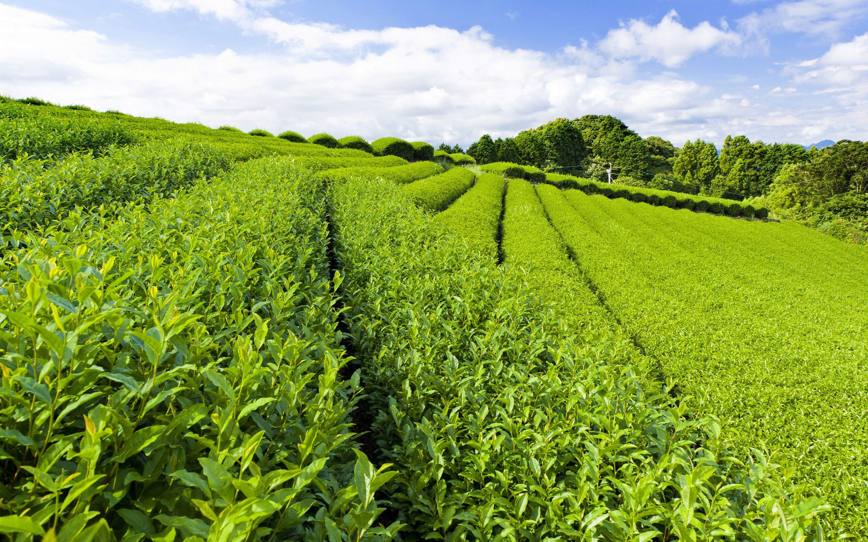 Laden Sie das Landschaft, Feld, Erde/natur-Bild kostenlos auf Ihren PC-Desktop herunter