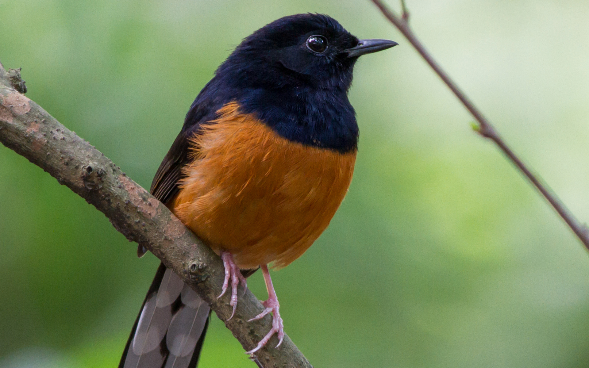 Baixar papel de parede para celular de Animais, Aves, Pássaro gratuito.