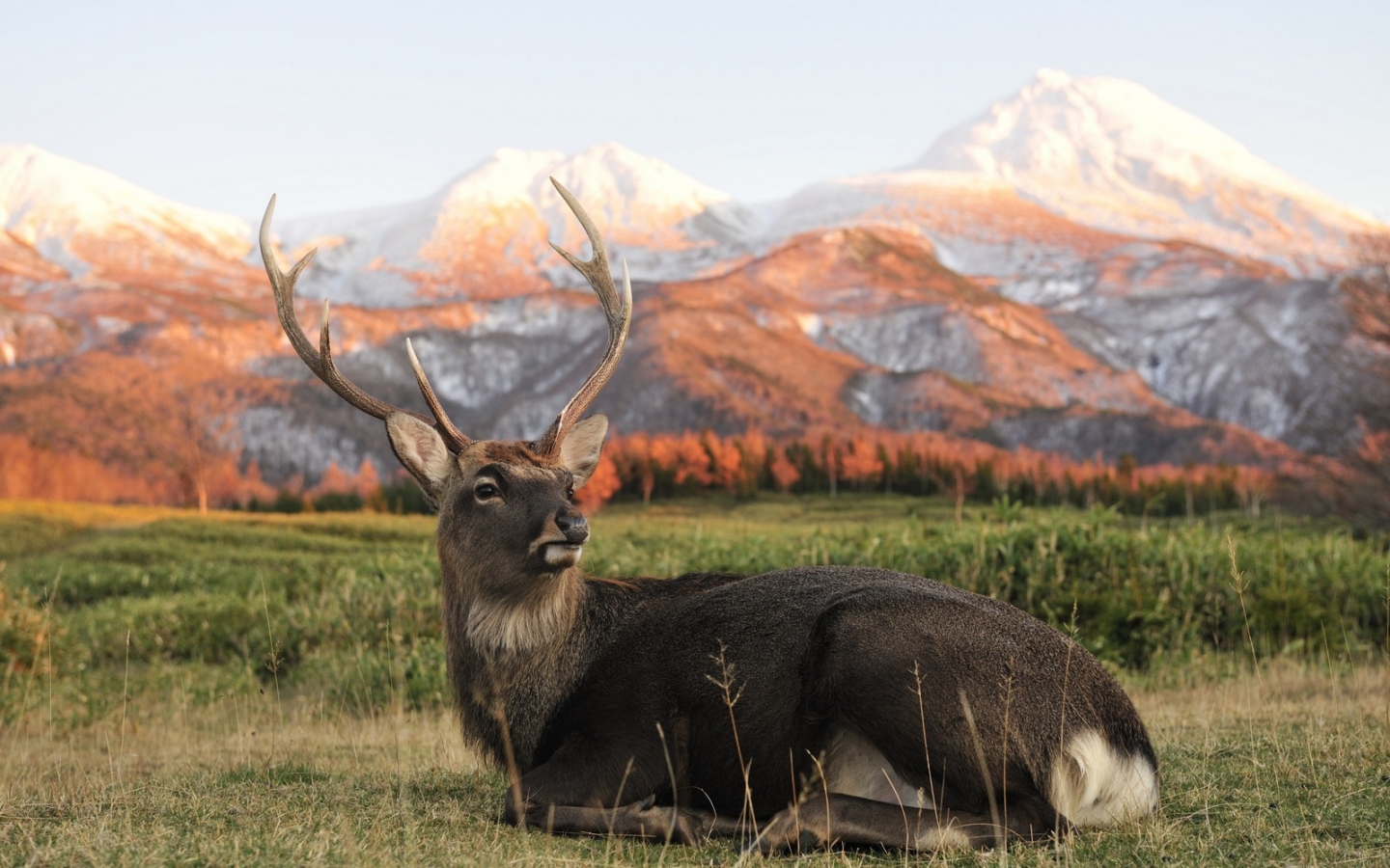 37096 descargar imagen animales, ciervos: fondos de pantalla y protectores de pantalla gratis