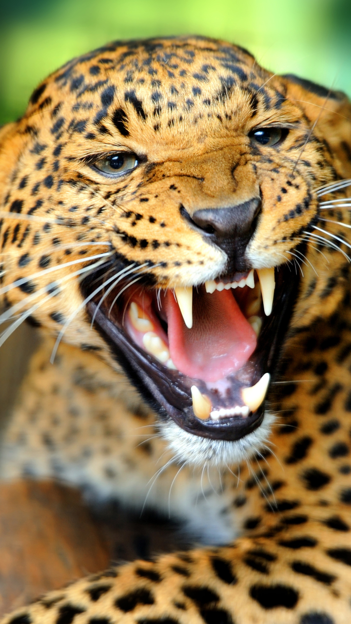 Download mobile wallpaper Jaguar, Cats, Animal for free.