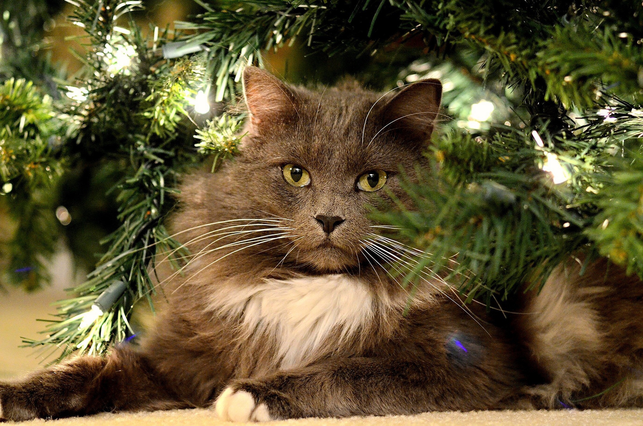 Baixe gratuitamente a imagem Animais, Gatos, Gato na área de trabalho do seu PC