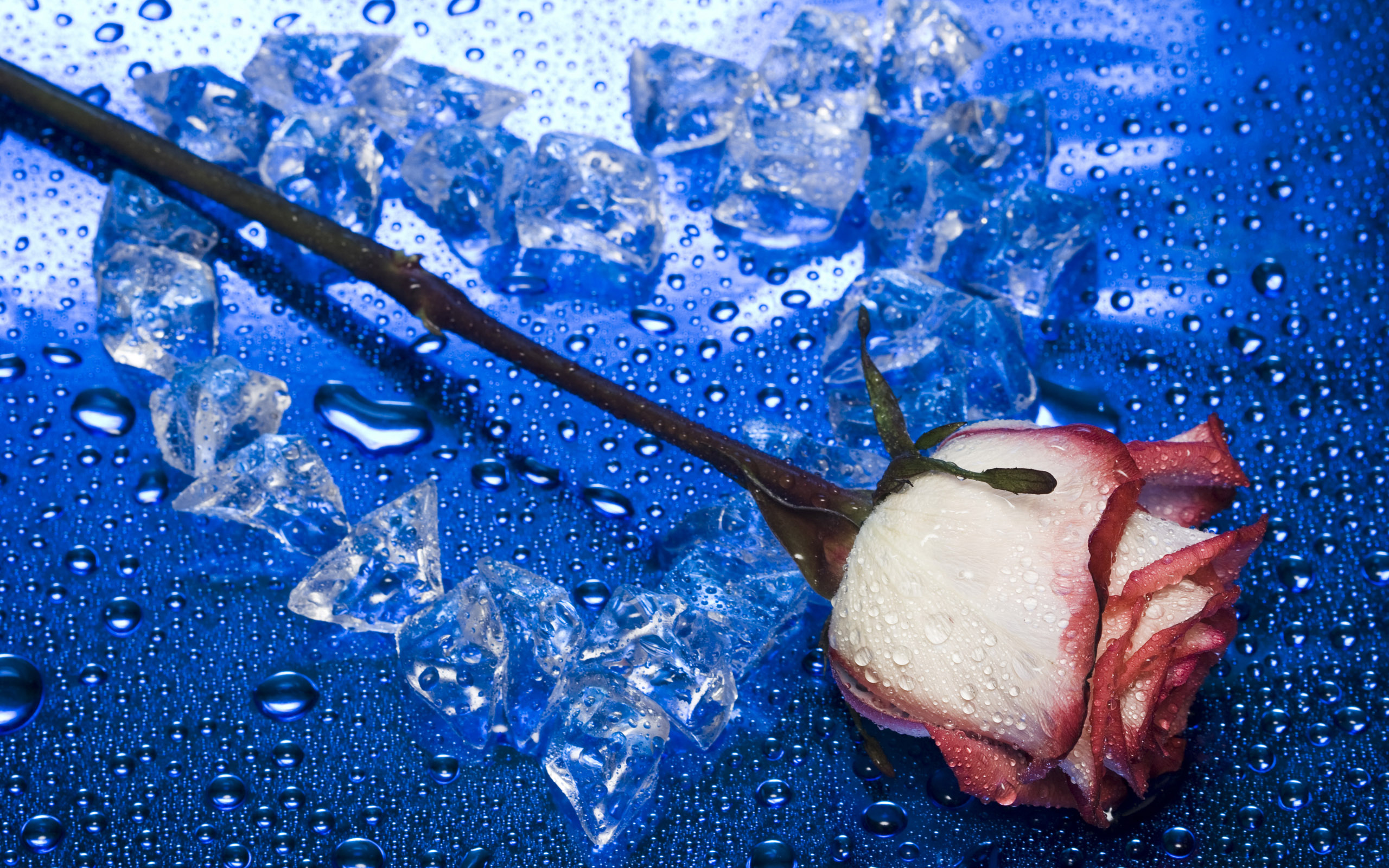 PCデスクトップにフラワーズ, 花, 薔薇, 芸術的, 水滴画像を無料でダウンロード
