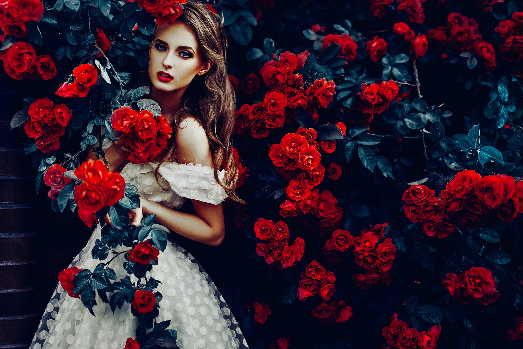 Laden Sie das Blume, Rose, Brünette, Modell, Frauen, Rote Rose, Blaue Augen, Rote Blume, Lange Haare, Weißes Kleid-Bild kostenlos auf Ihren PC-Desktop herunter