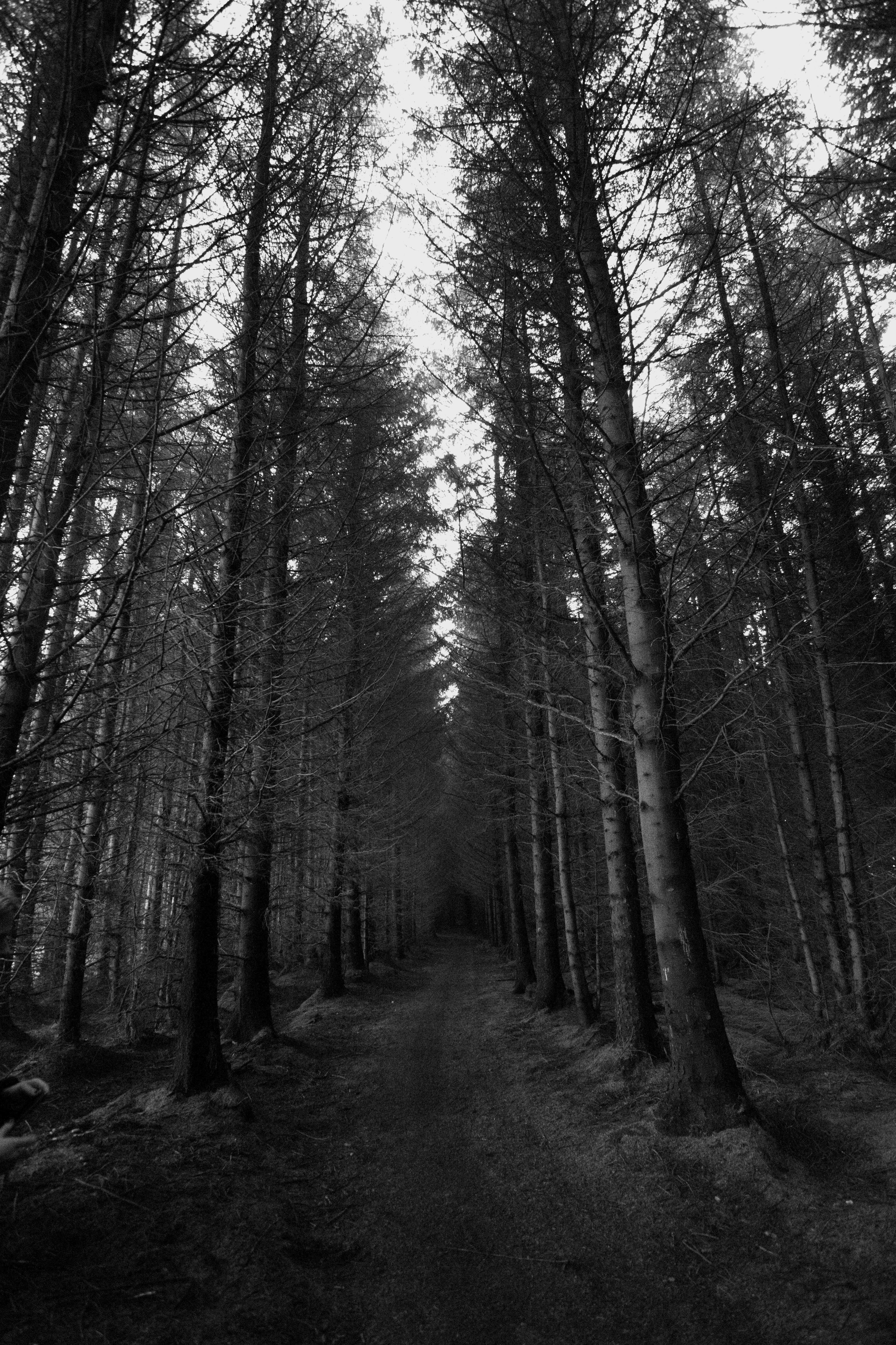 nature, trees, autumn, forest, path, bw, chb, gloomy
