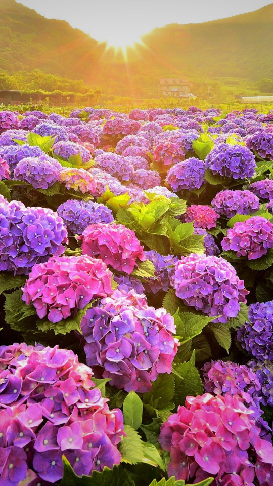 Download mobile wallpaper Flowers, Flower, Earth, Hydrangea, Purple Flower, Pink Flower for free.