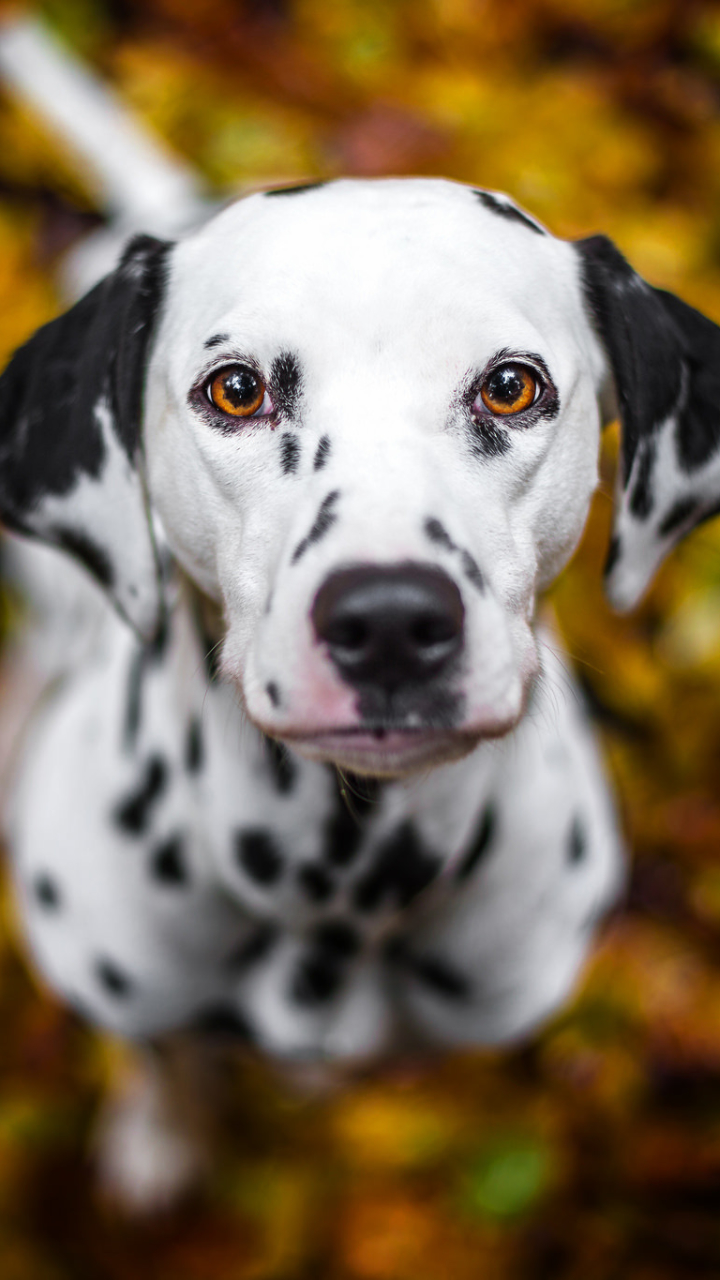 Handy-Wallpaper Tiere, Hunde, Hund, Dalmatiner, Bokeh kostenlos herunterladen.