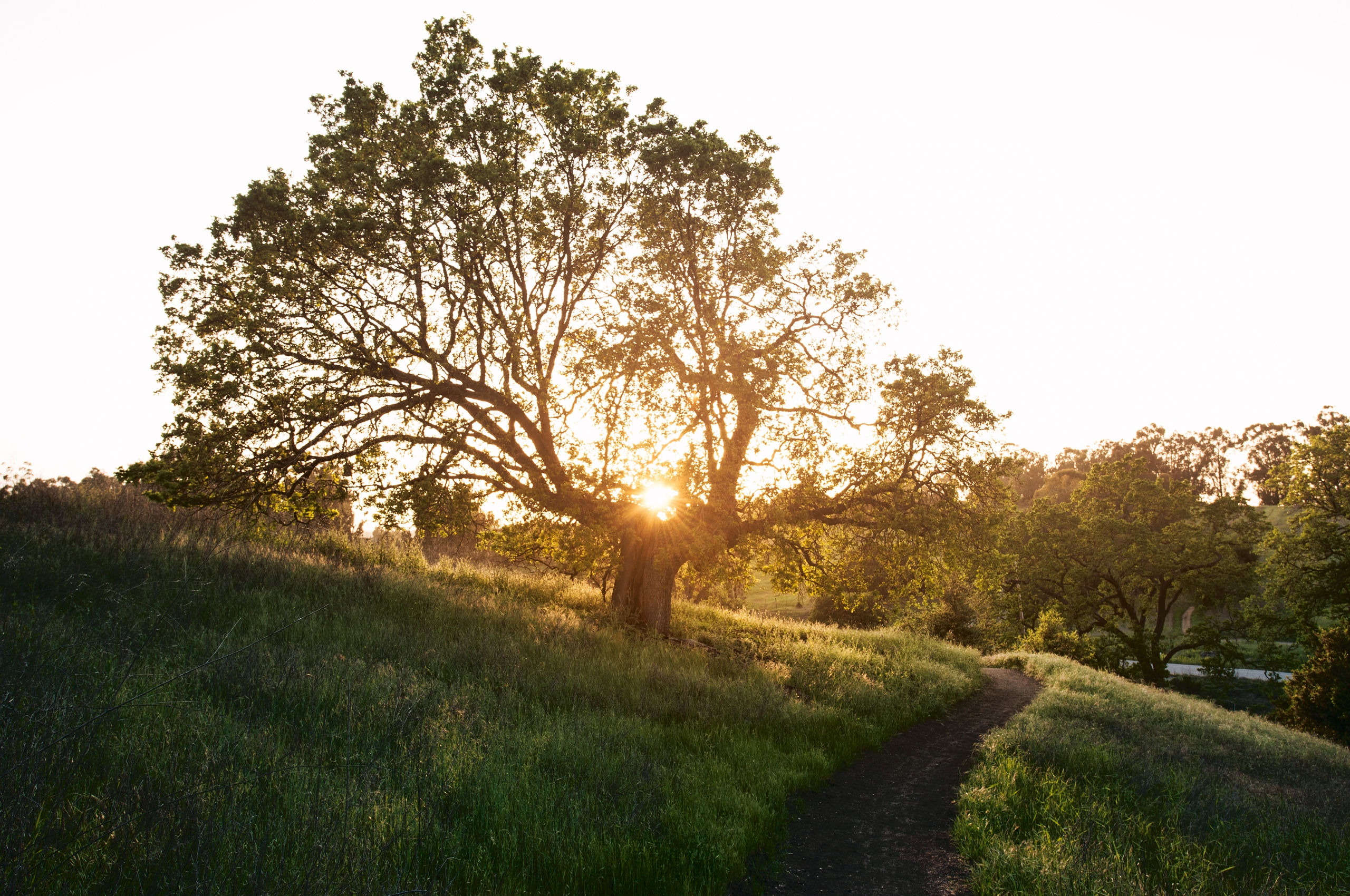 Download mobile wallpaper Wood, Trail, Tree, Path, Nature, Evening, Sun, Shine, Light for free.