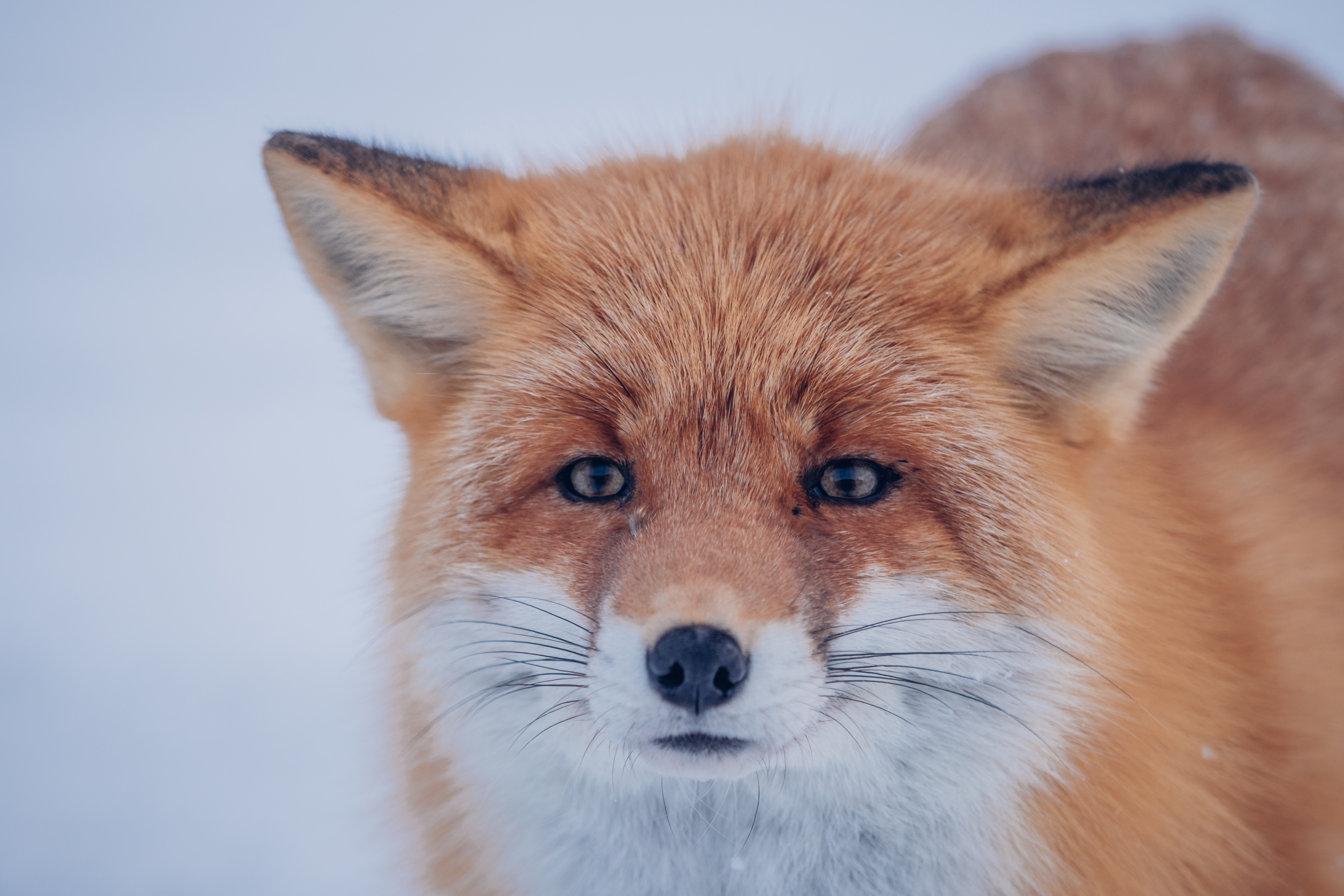 無料モバイル壁紙動物, 狐, 見詰めるをダウンロードします。