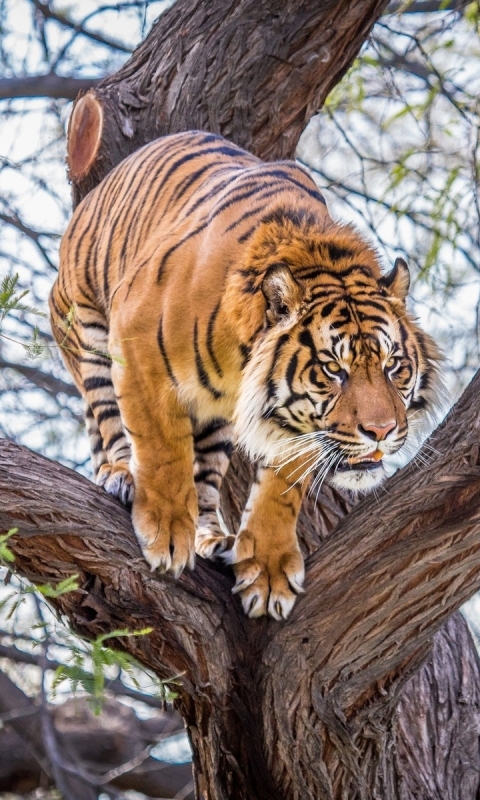 Handy-Wallpaper Tiere, Katzen, Tiger kostenlos herunterladen.