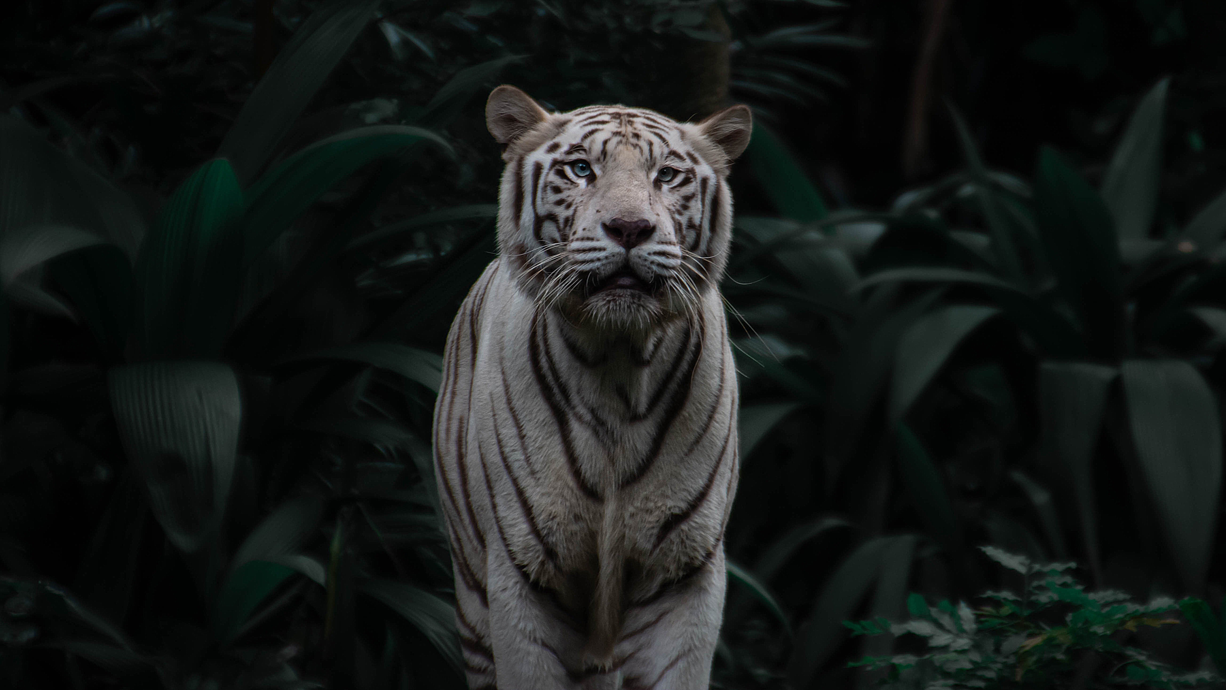 157290 télécharger l'image prédateur, gros chat, animaux, fauve, tigre, rayures, stries, tigre du bengale - fonds d'écran et économiseurs d'écran gratuits