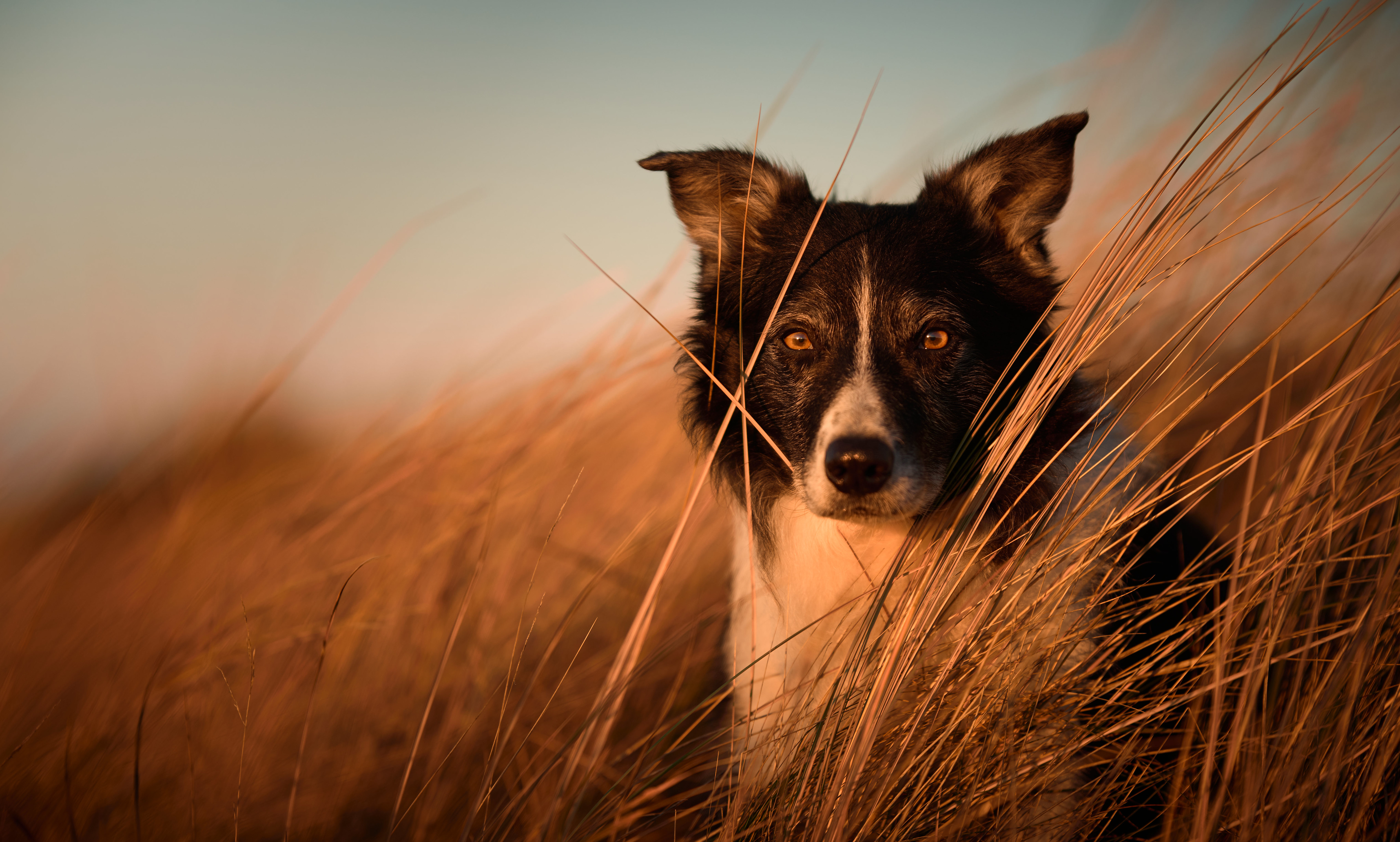 Download mobile wallpaper Dogs, Animal, Border Collie for free.