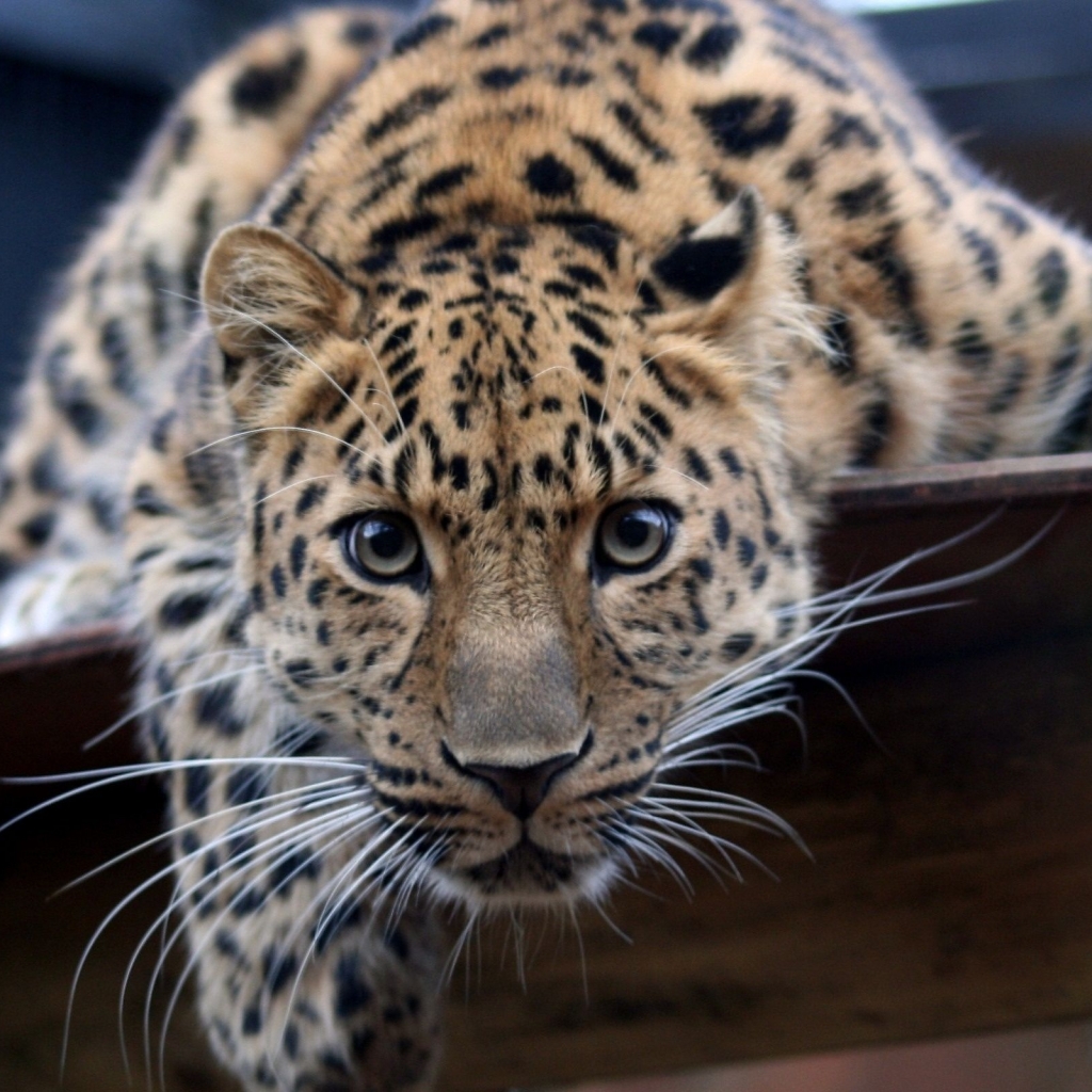 Download mobile wallpaper Cats, Leopard, Animal for free.