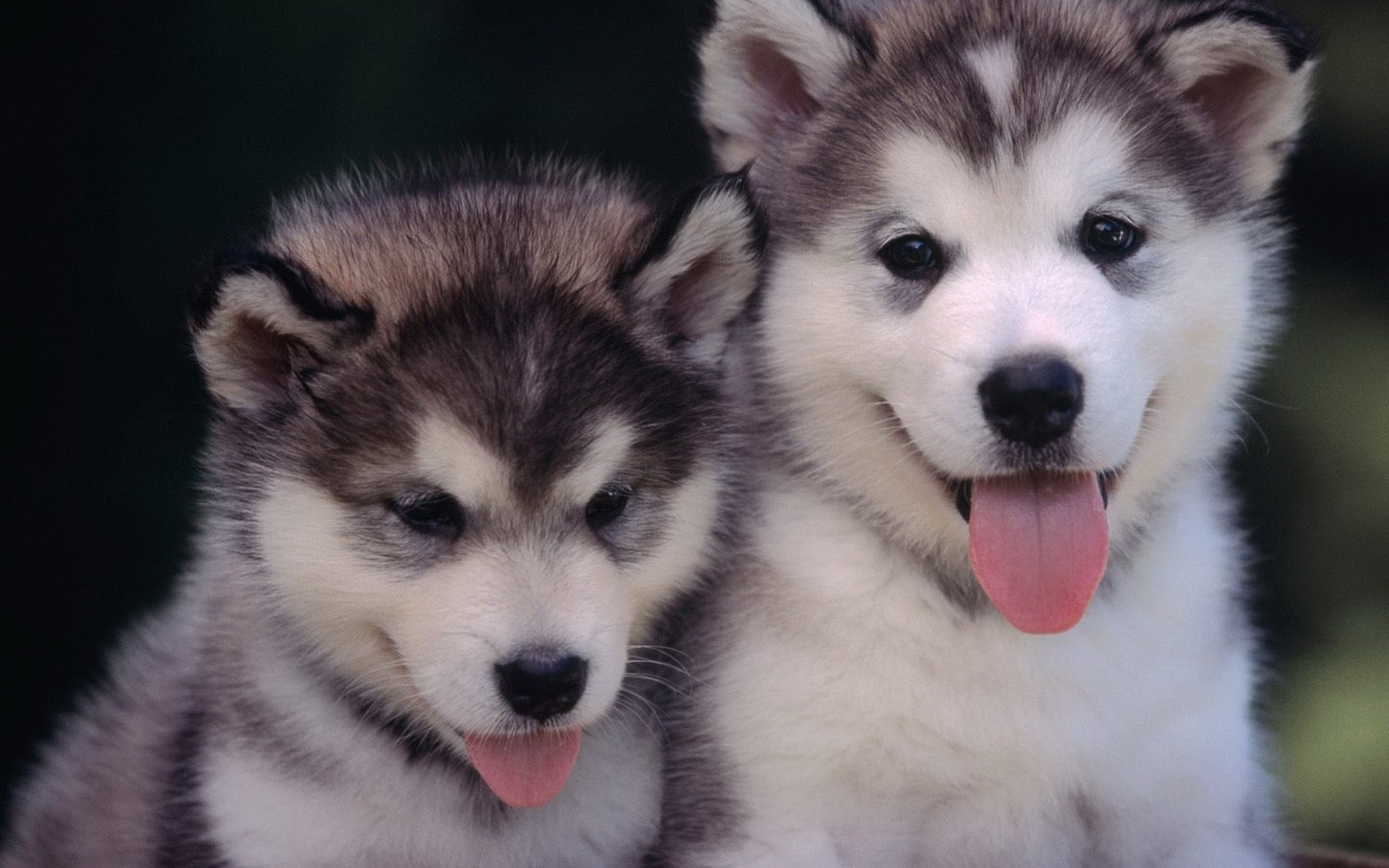 291340 Bild herunterladen tiere, sibirischer husky, hunde - Hintergrundbilder und Bildschirmschoner kostenlos