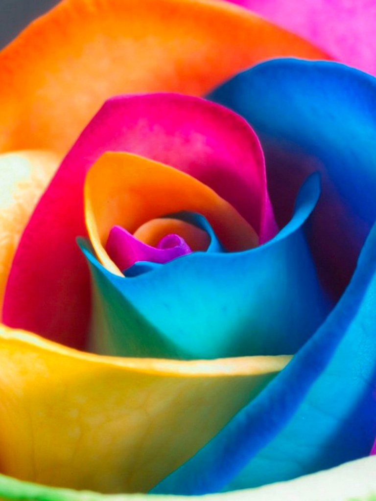 Download mobile wallpaper Flowers, Flower, Rose, Earth, Colorful for free.