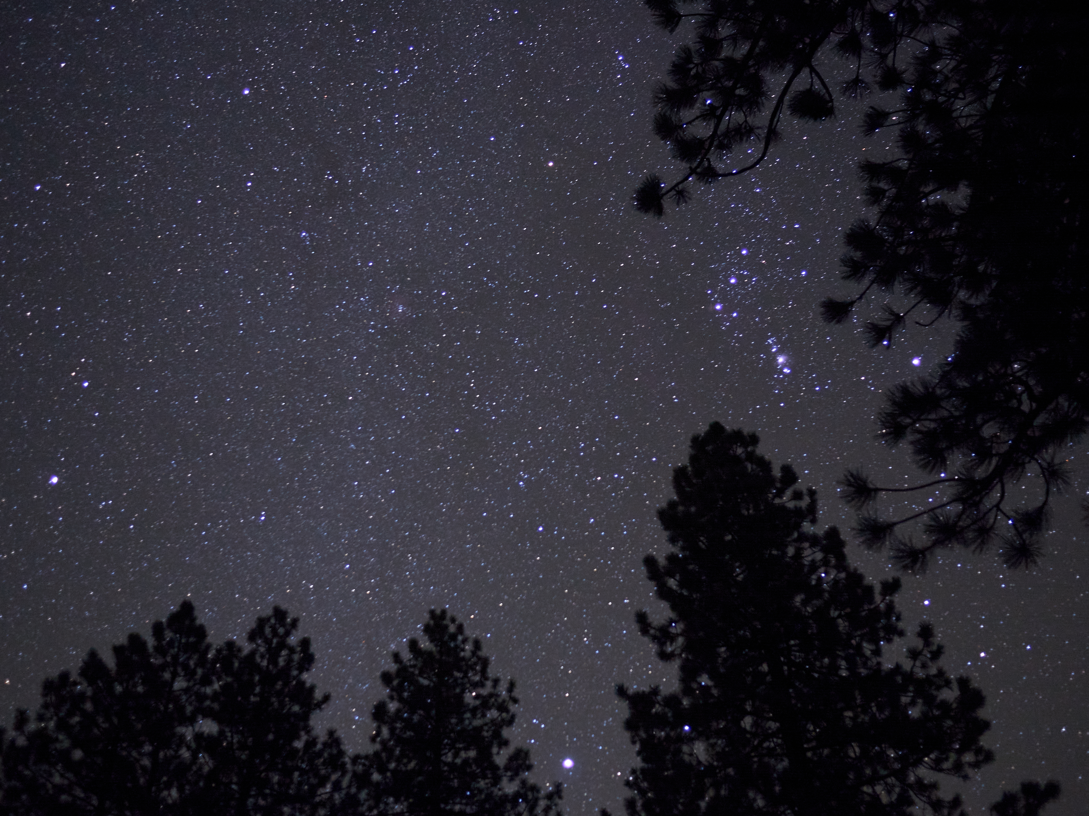 Download mobile wallpaper Darkness, Trees, Stars, Starry Sky, Night, Dark for free.