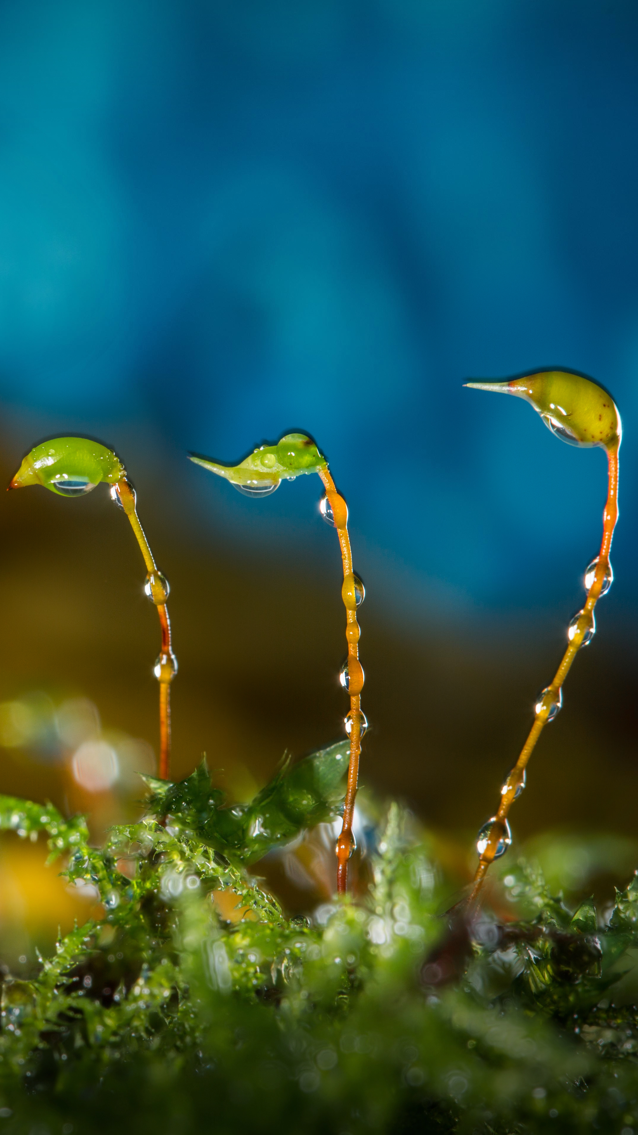 Download mobile wallpaper Nature, Plant, Macro, Earth, Water Drop, Dew Drop for free.