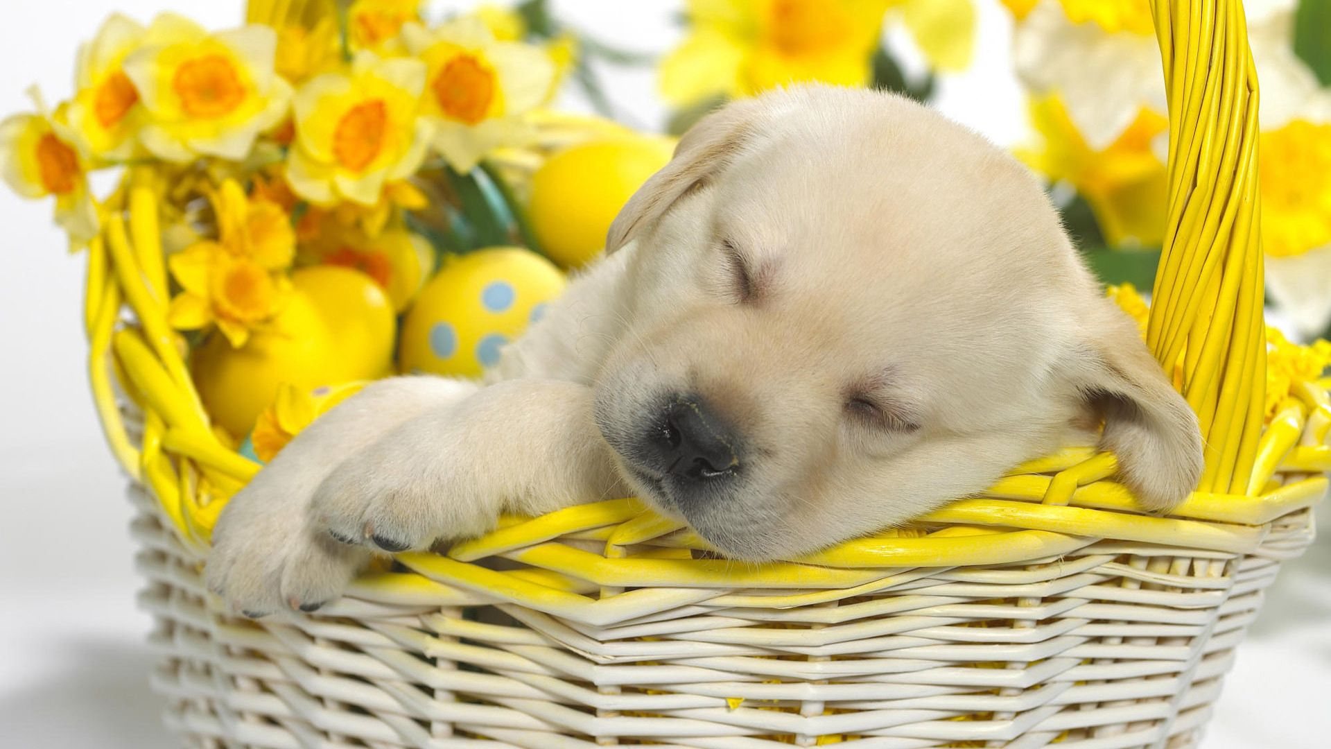 labrador, animals, flowers, eggs, easter, puppy, sleep, dream, basket wallpaper for mobile