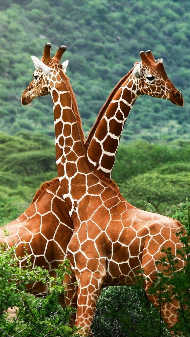 Baixar papel de parede para celular de Animais, Girafa gratuito.