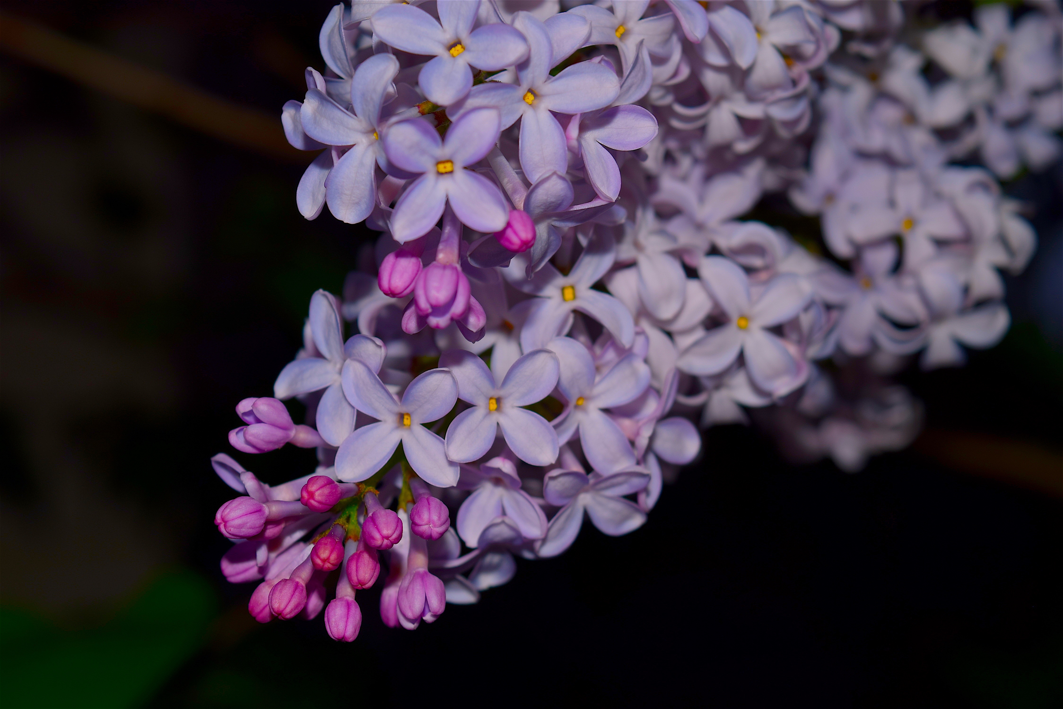 Téléchargez des papiers peints mobile Fleurs, Fleur, Fleur Mauve, La Nature, Terre/nature, Lila gratuitement.