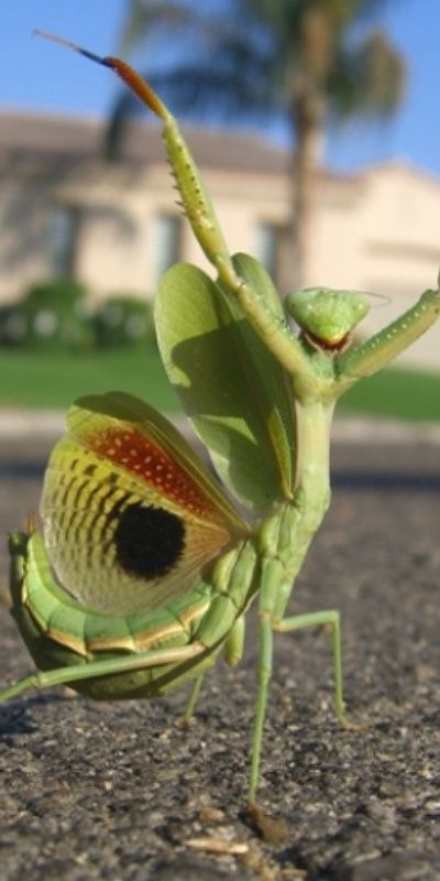 Praying Mantis Computer Screen Free Praying Mantis 4K Wallpapers & Desktop HD Backgrounds for PC