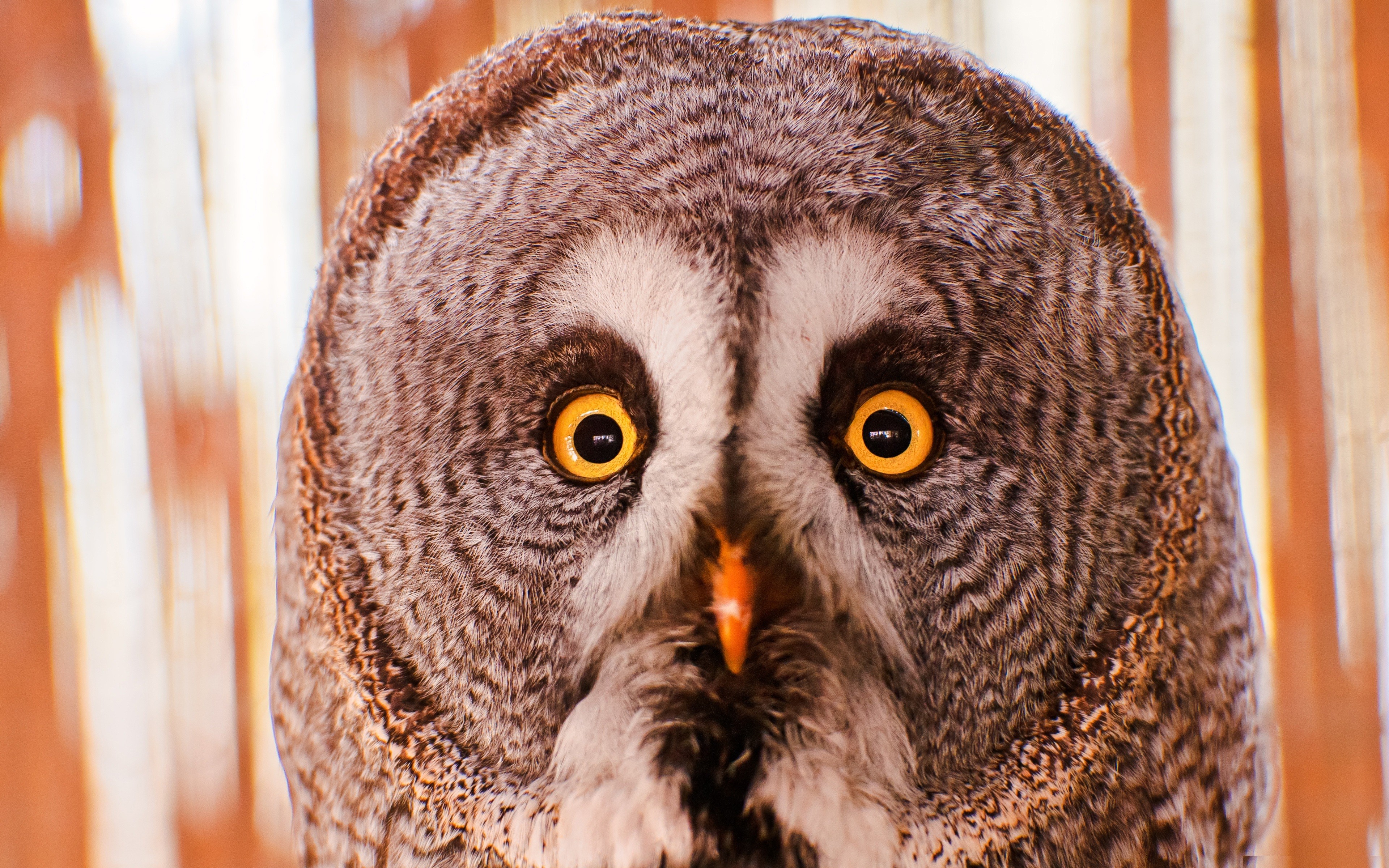 Téléchargez des papiers peints mobile Animaux, Oiseau, Hibou, Des Oiseaux gratuitement.