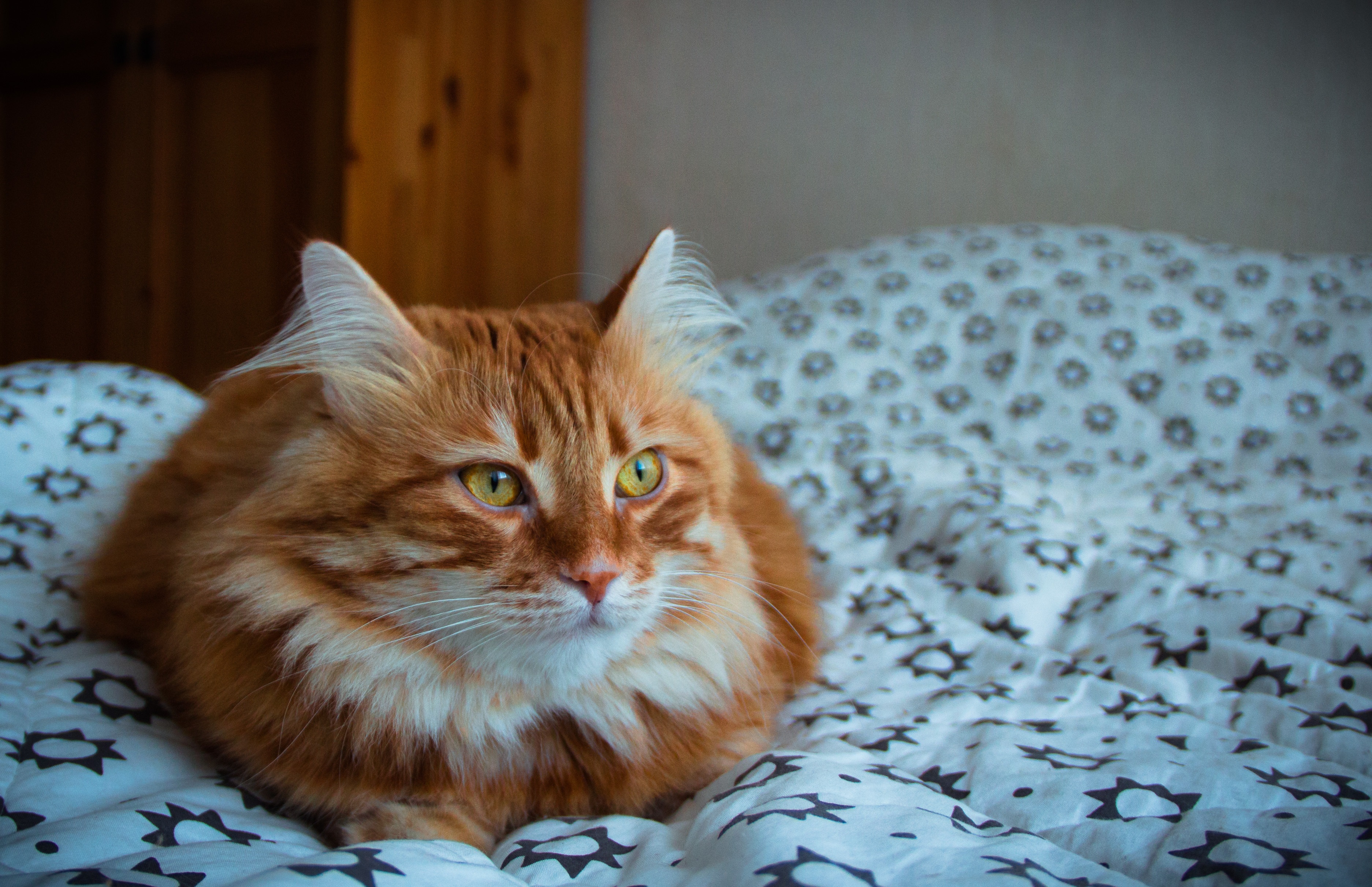 Baixe gratuitamente a imagem Animais, Gatos, Gato na área de trabalho do seu PC